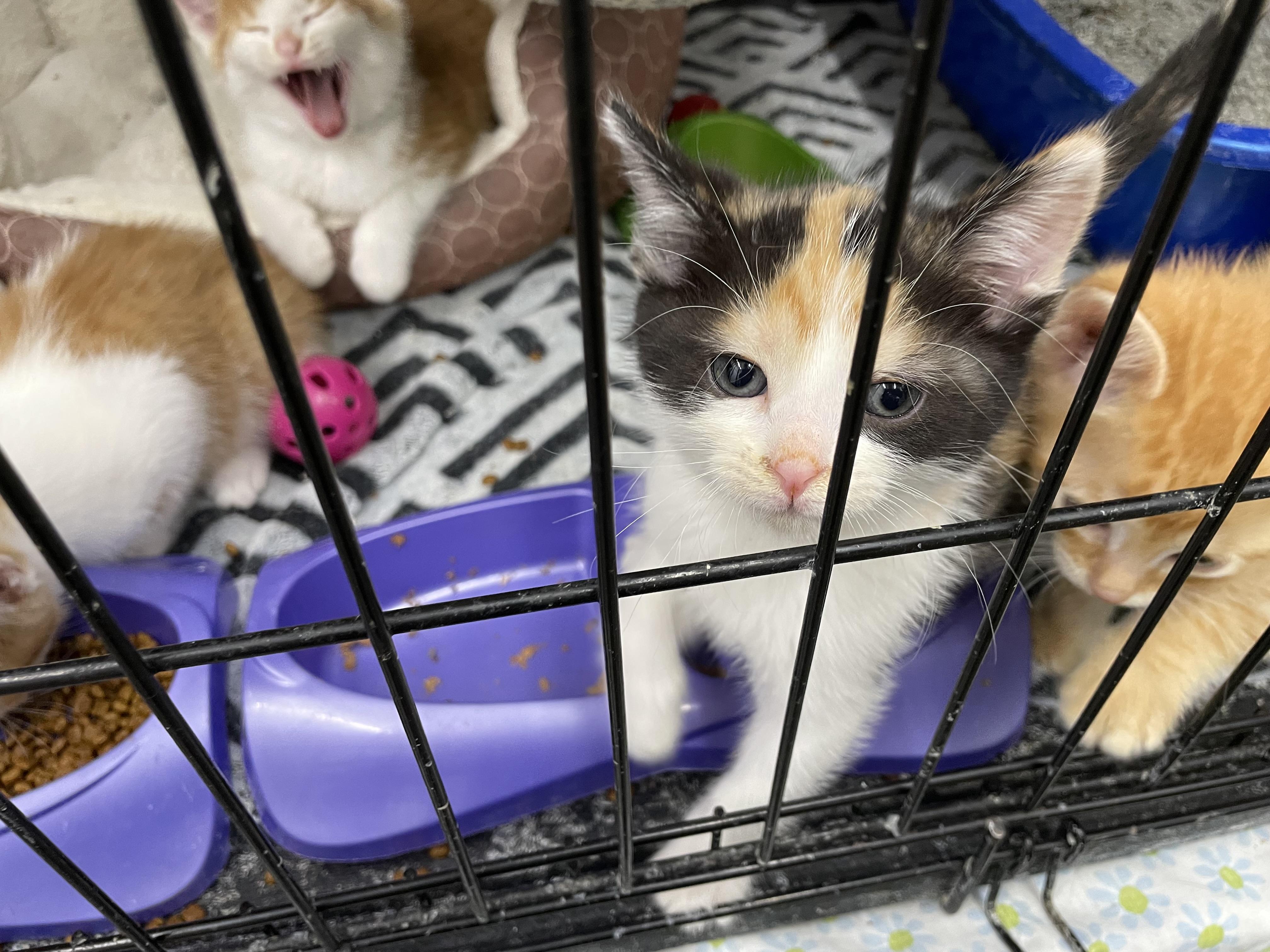 Puzzle & friends, an adoptable Domestic Short Hair in Le Mars, IA, 51031 | Photo Image 3