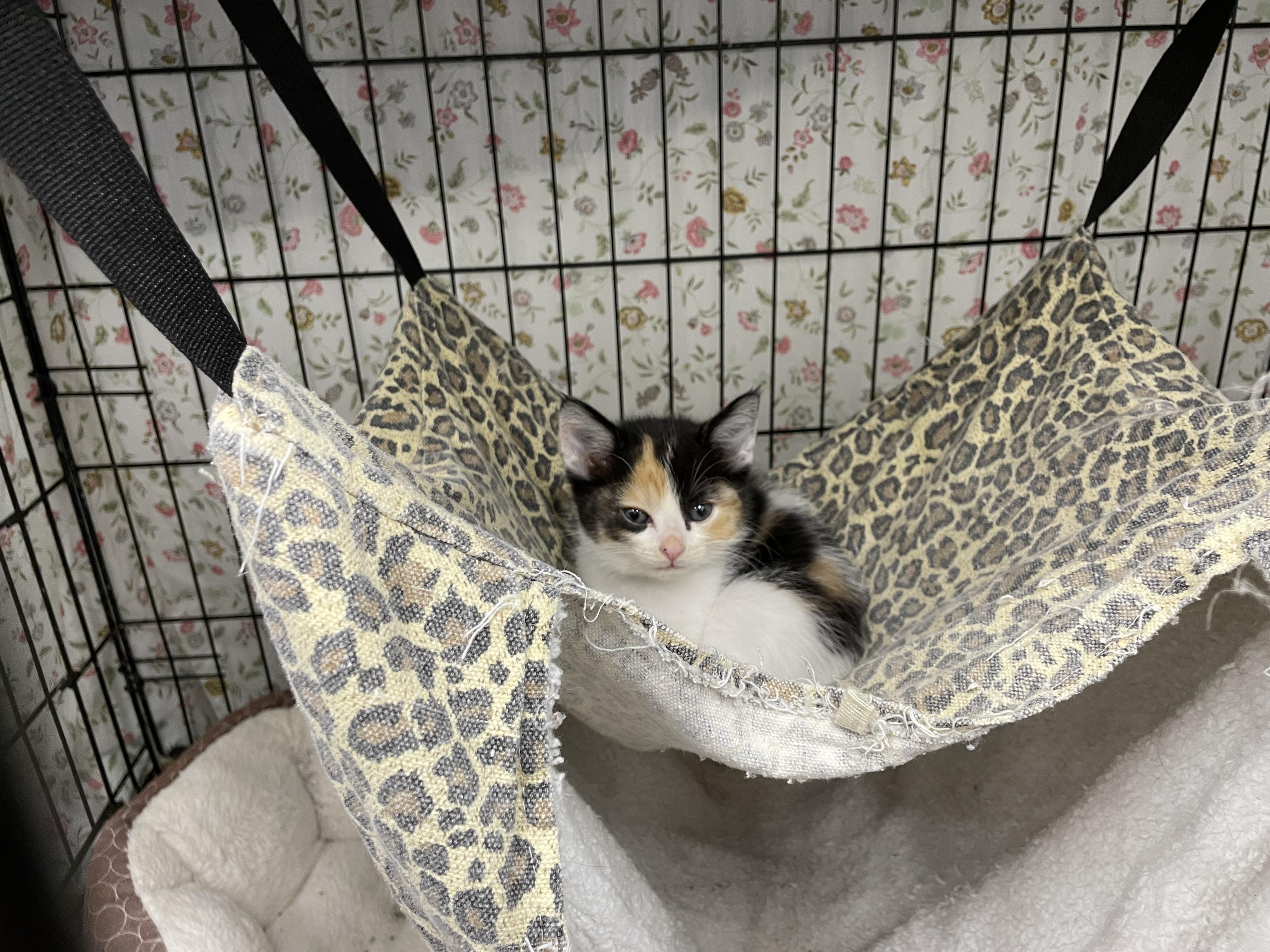 Puzzle & friends, an adoptable Domestic Short Hair in Le Mars, IA, 51031 | Photo Image 2