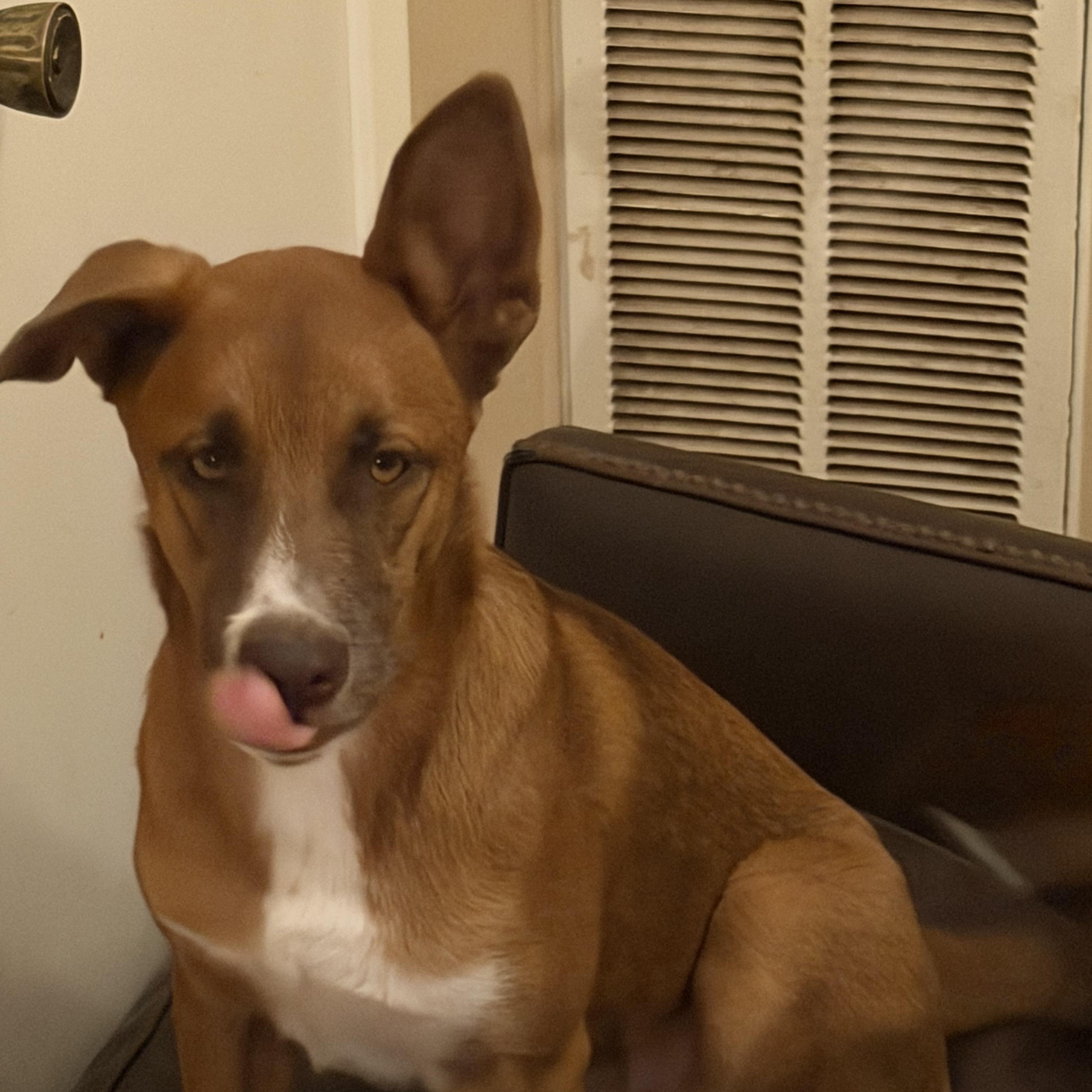 Enlarge Ginger, a Adoptable mixed breed in COLORADO SPRINGS, CO image 6/6