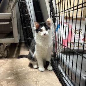 Neptune, a ADOPTABLE Domestic Medium Hair in Boone, IA image 1/6