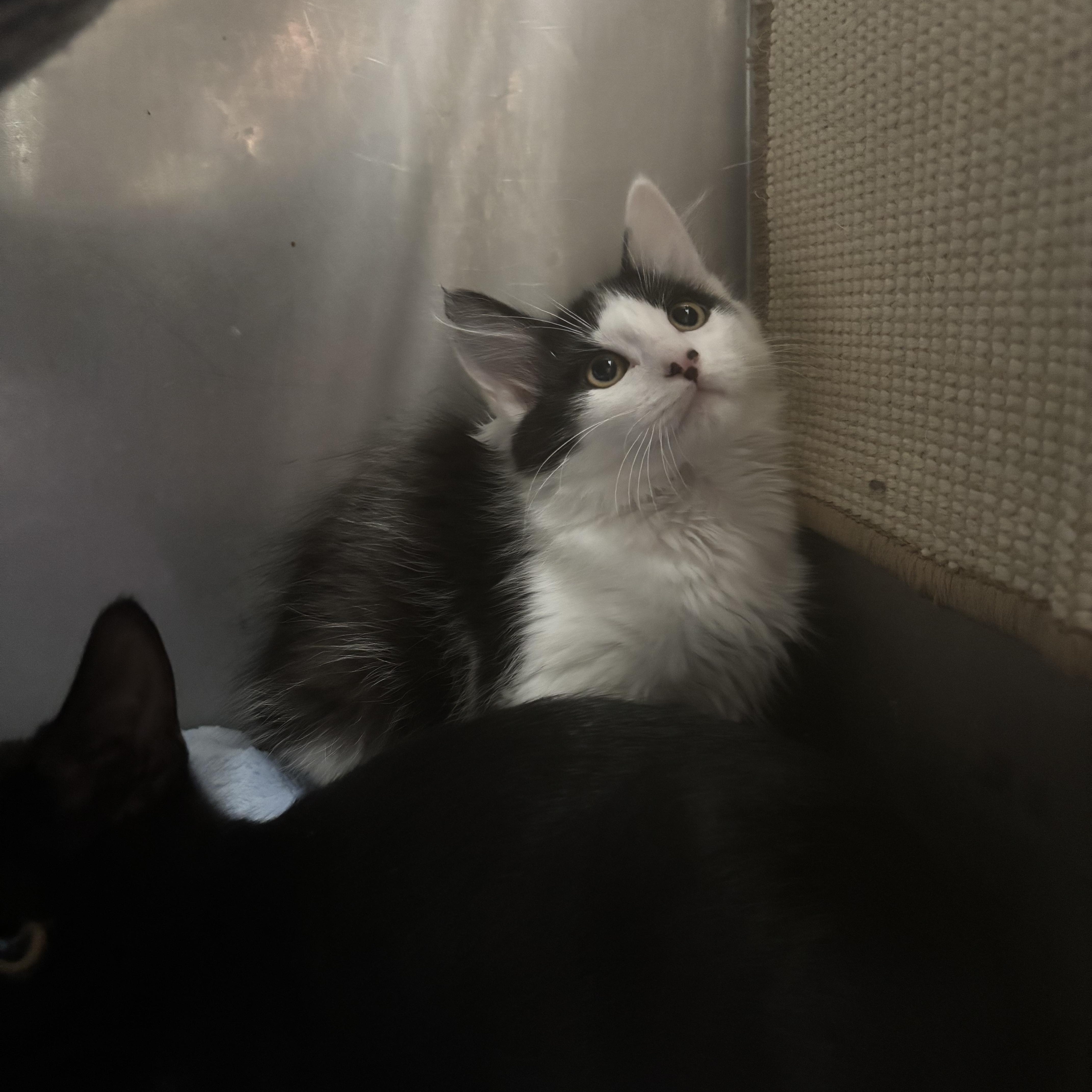 Neptune, ADOPTABLE, Kitten Male Domestic Medium Hair.