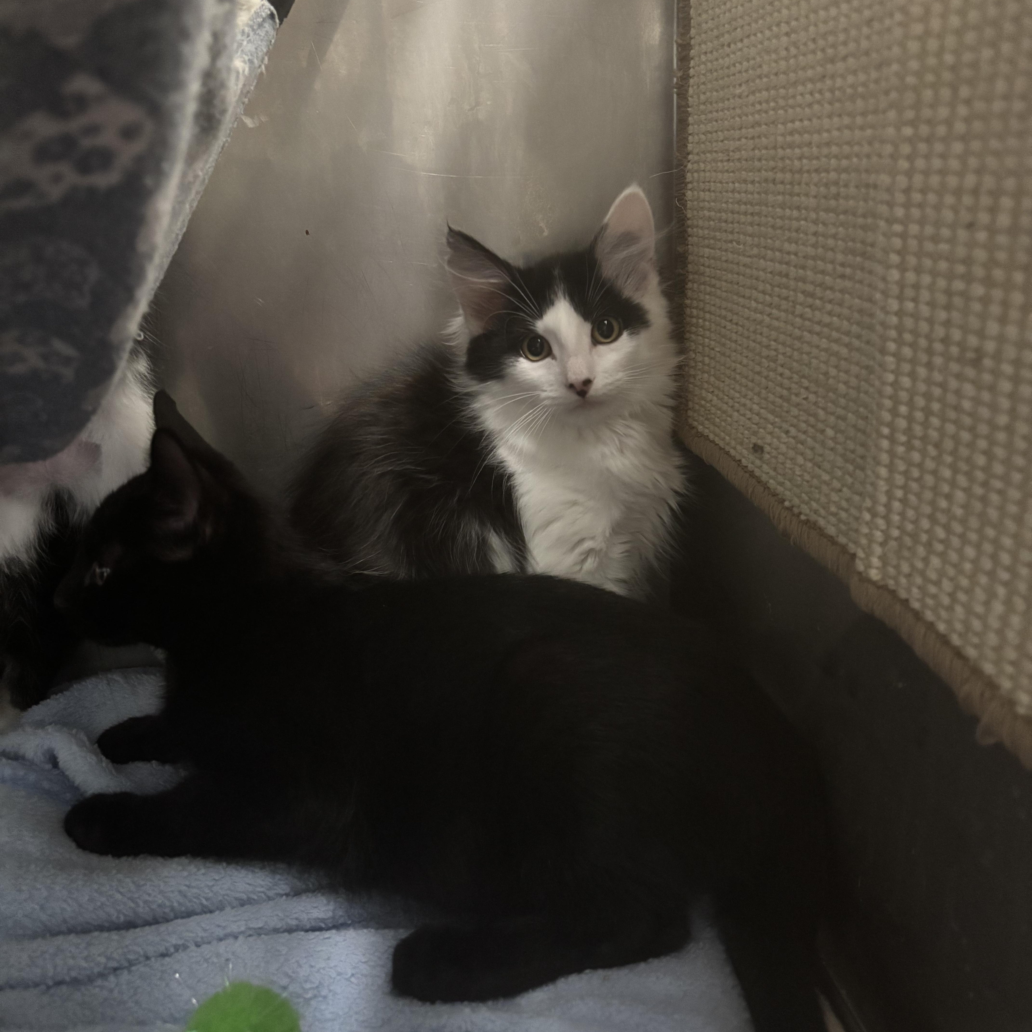 Neptune, a ADOPTABLE Domestic Medium Hair in Boone, IA image 4/4