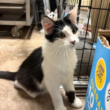 Neptune, a ADOPTABLE Domestic Medium Hair in Boone, IA image 4/6