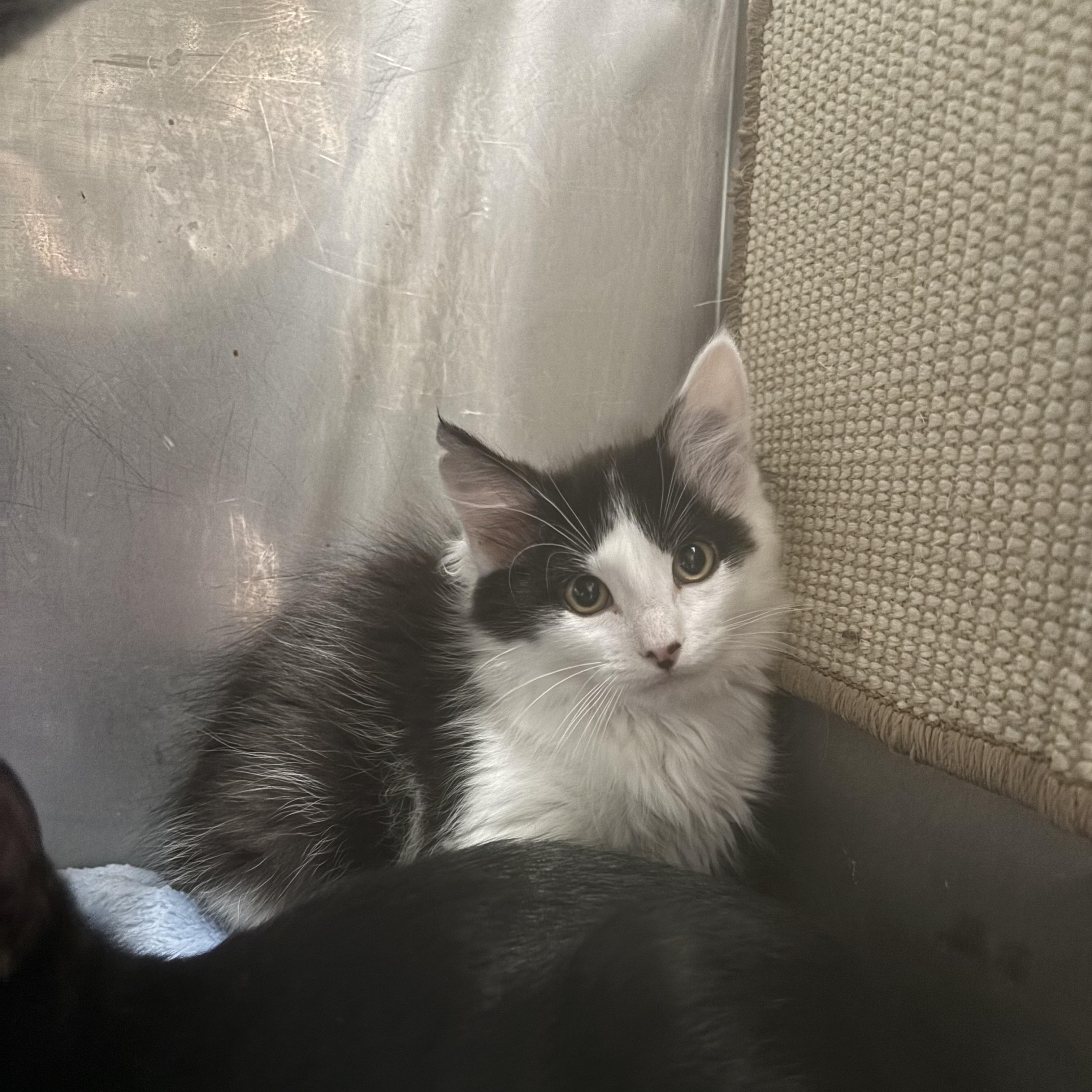 Neptune, a ADOPTABLE Domestic Medium Hair in Boone, IA image 2/4