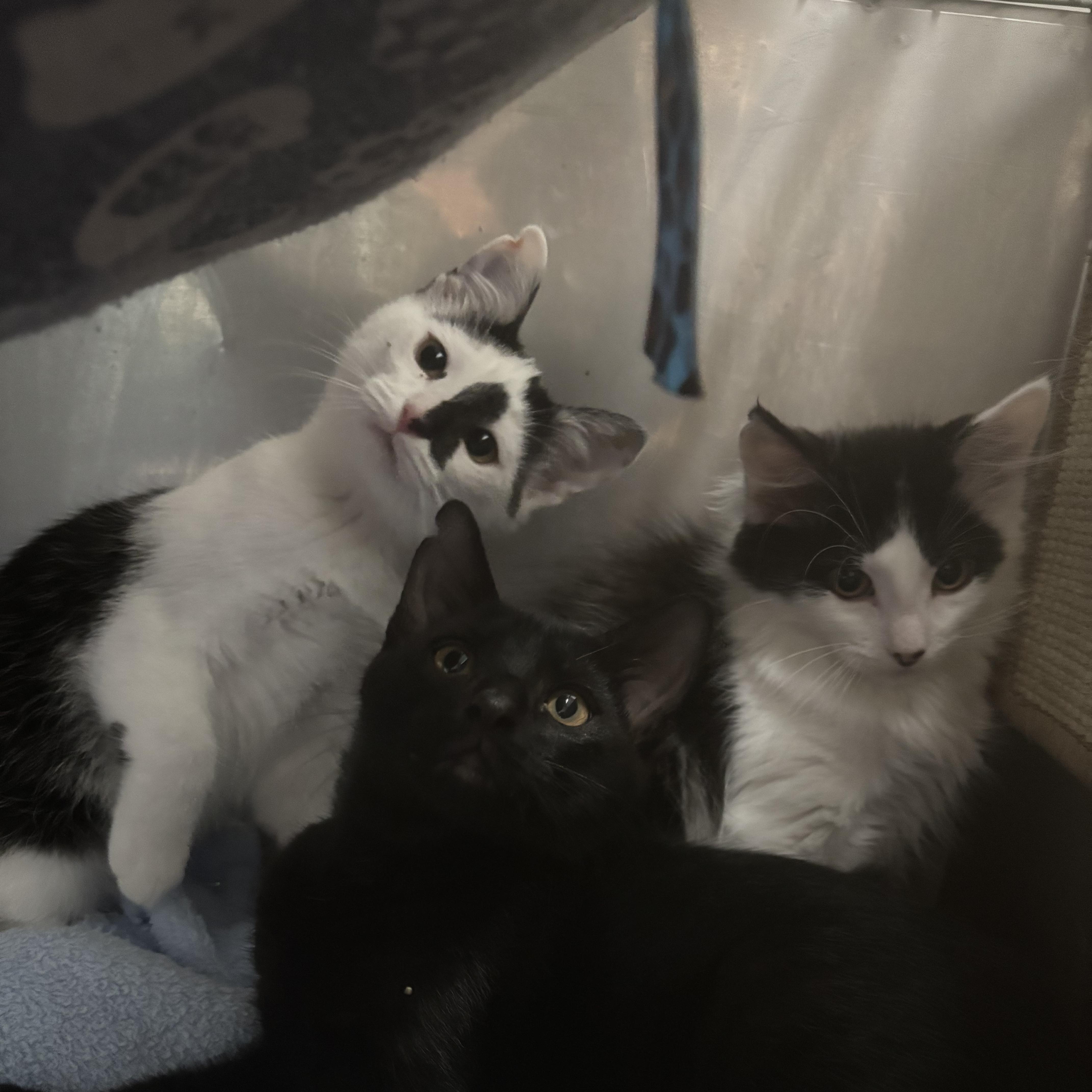 Neptune, a ADOPTABLE Domestic Medium Hair in Boone, IA image 3/4