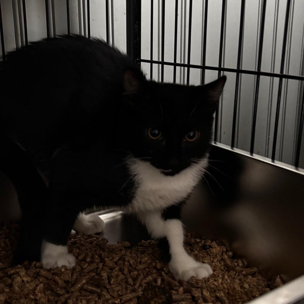 Enlarge Bailey, a Adoptable Domestic Short Hair in Pawling, NY image 1/3