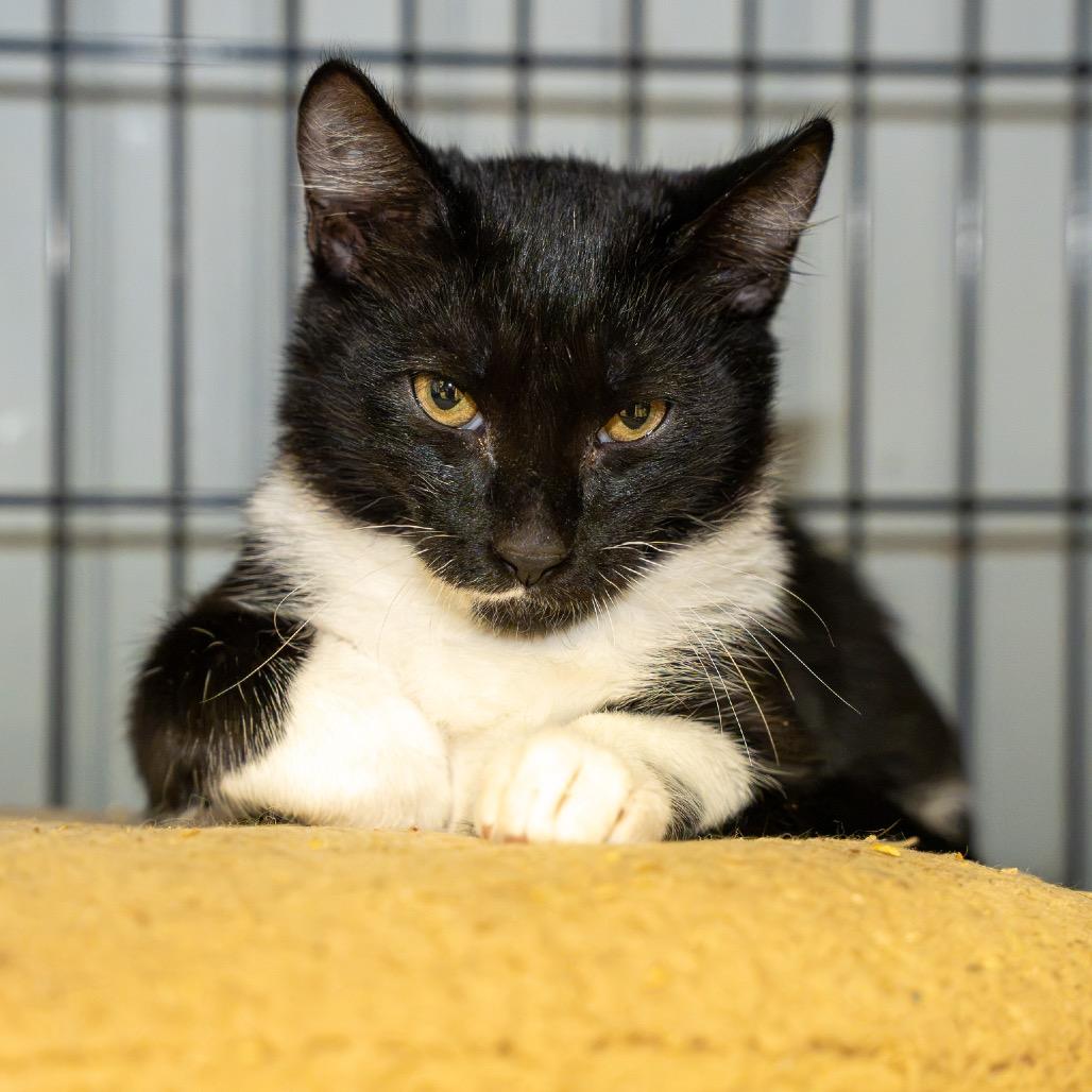 Enlarge Bailey, a Adoptable Domestic Short Hair in Pawling, NY image 2/3