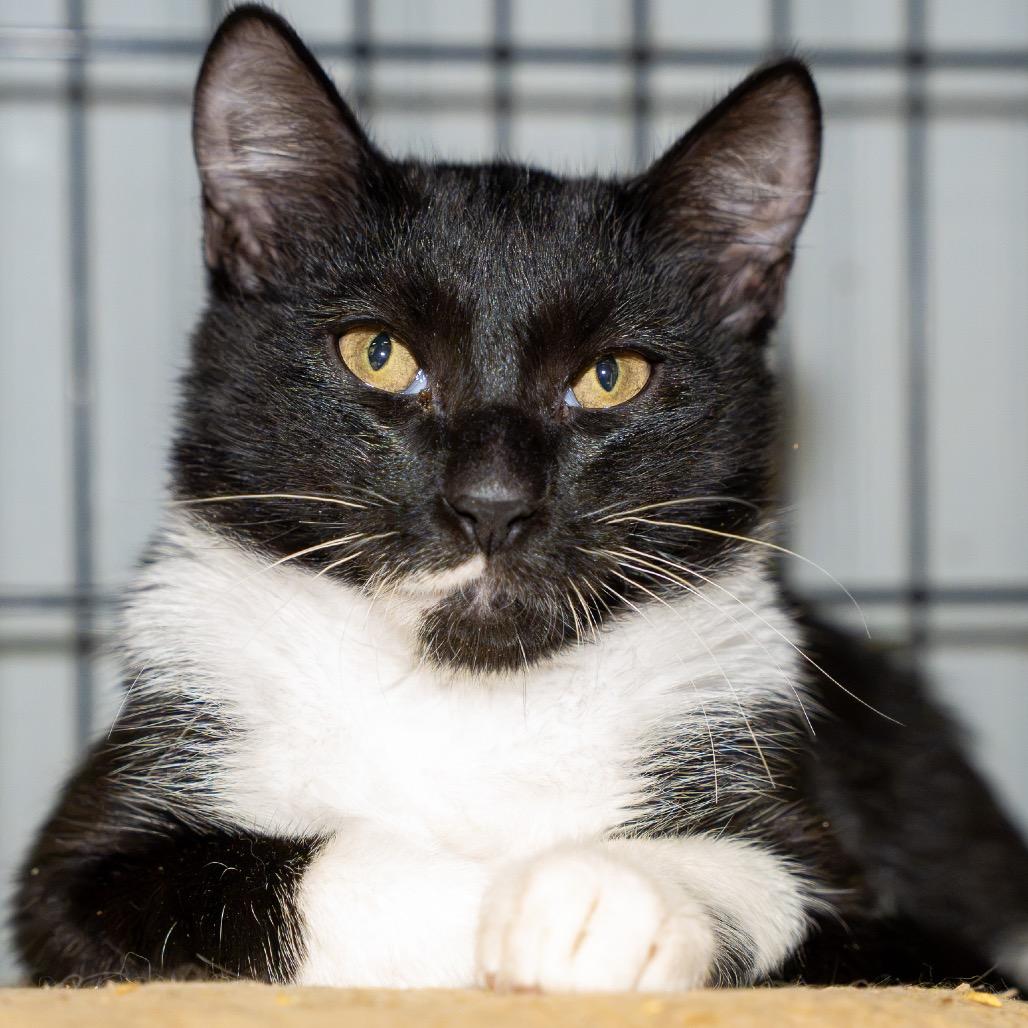 Enlarge Bailey, a Adoptable Domestic Short Hair in Pawling, NY image 3/3