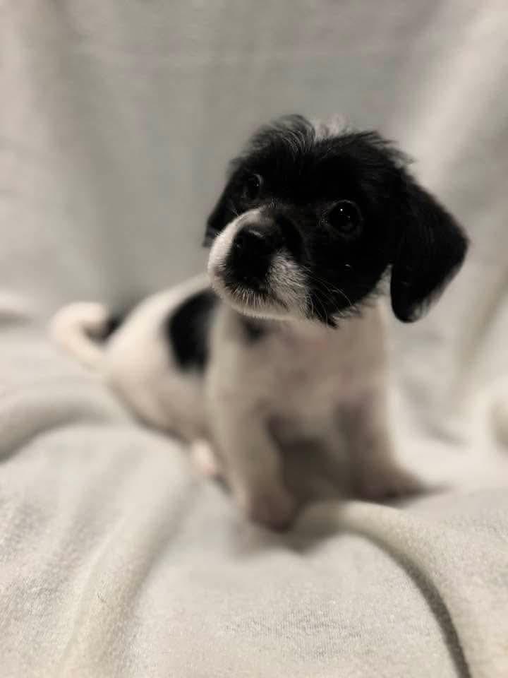 Bluey, Adopted, Puppy Male Chihuahua.