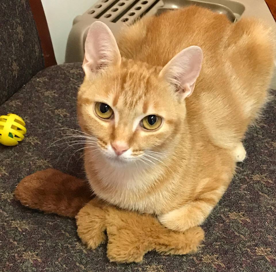 Millie, Adult Female unknown