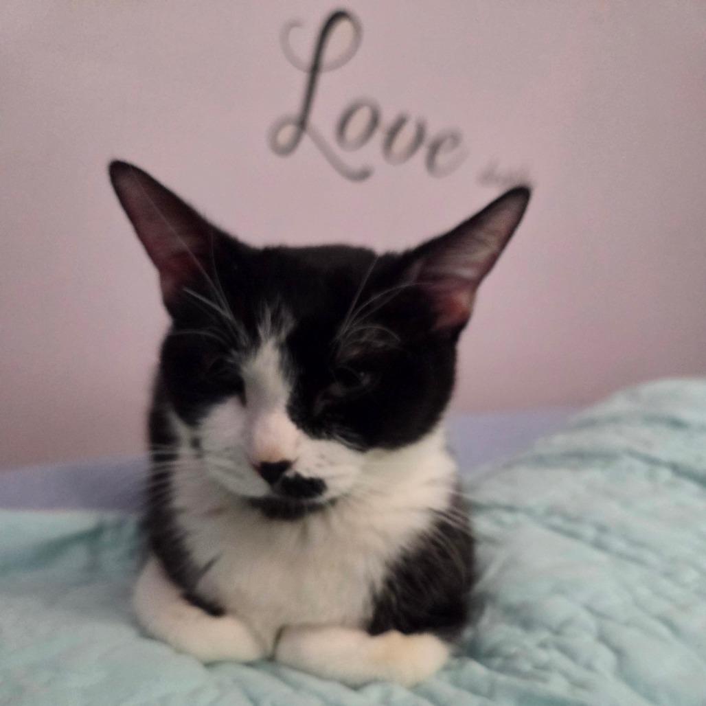 Enlarge Willow, a Adoptable Domestic Short Hair in Kansas City, MO image 1/3