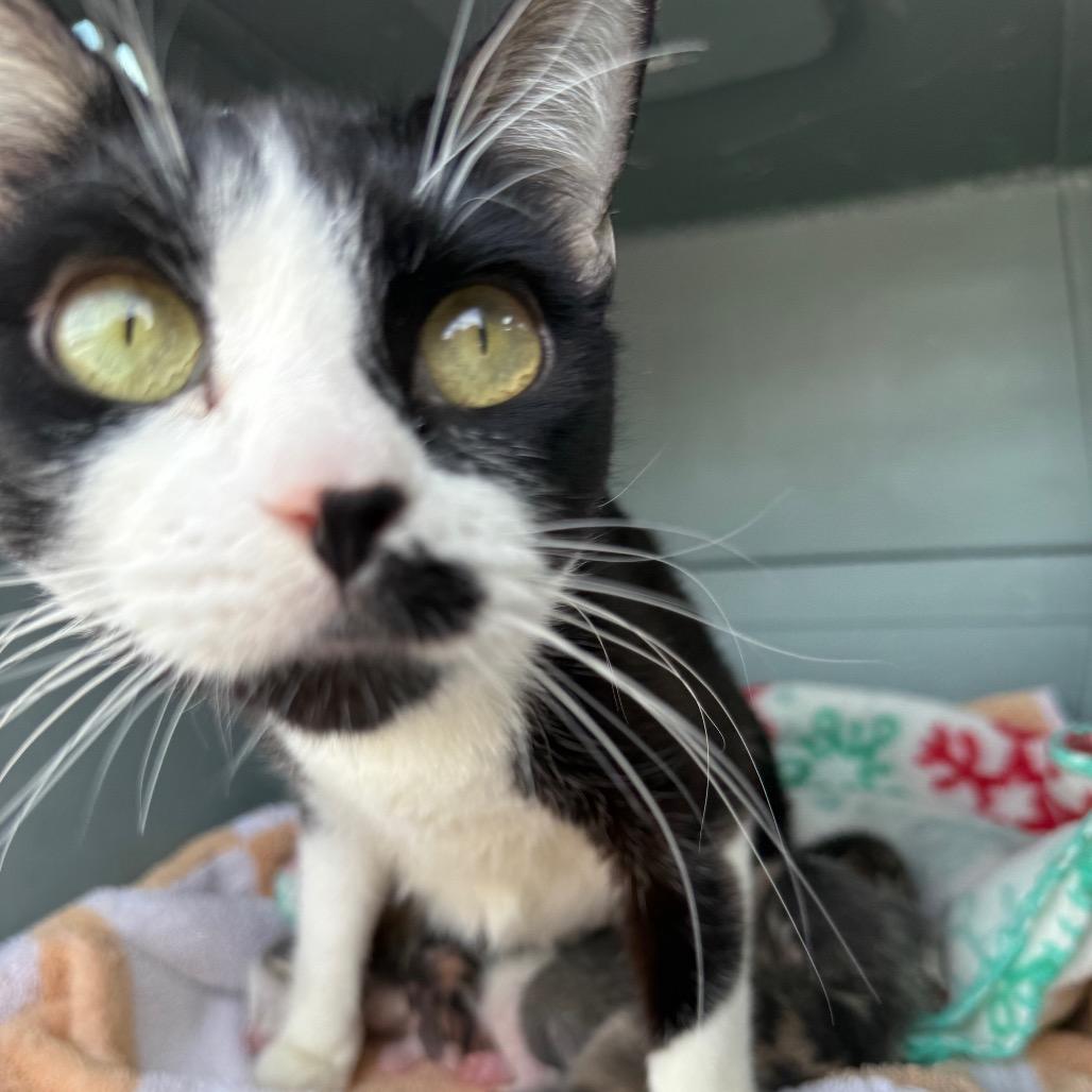 Enlarge Willow, a Adoptable Domestic Short Hair in Kansas City, MO image 2/3