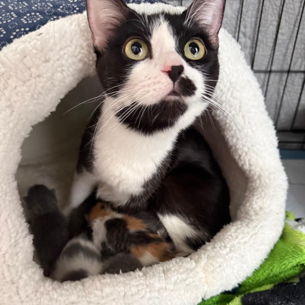Enlarge Willow, a Adoptable Domestic Short Hair in Kansas City, MO image 3/3
