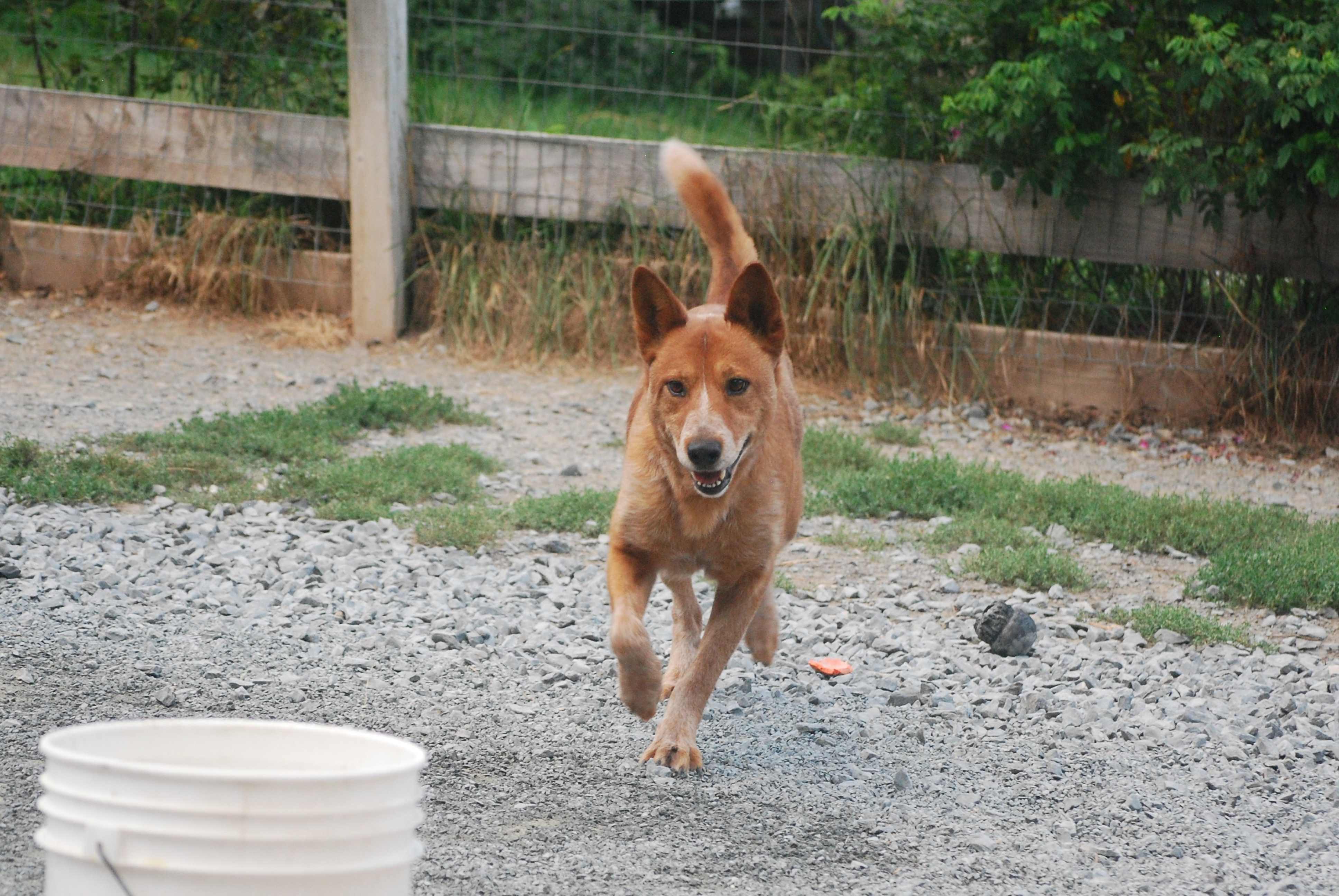 Enlarge Peter Parker, a Adopted Australian Cattle Dog / Blue Heeler in West Northfield, NS image 6/6