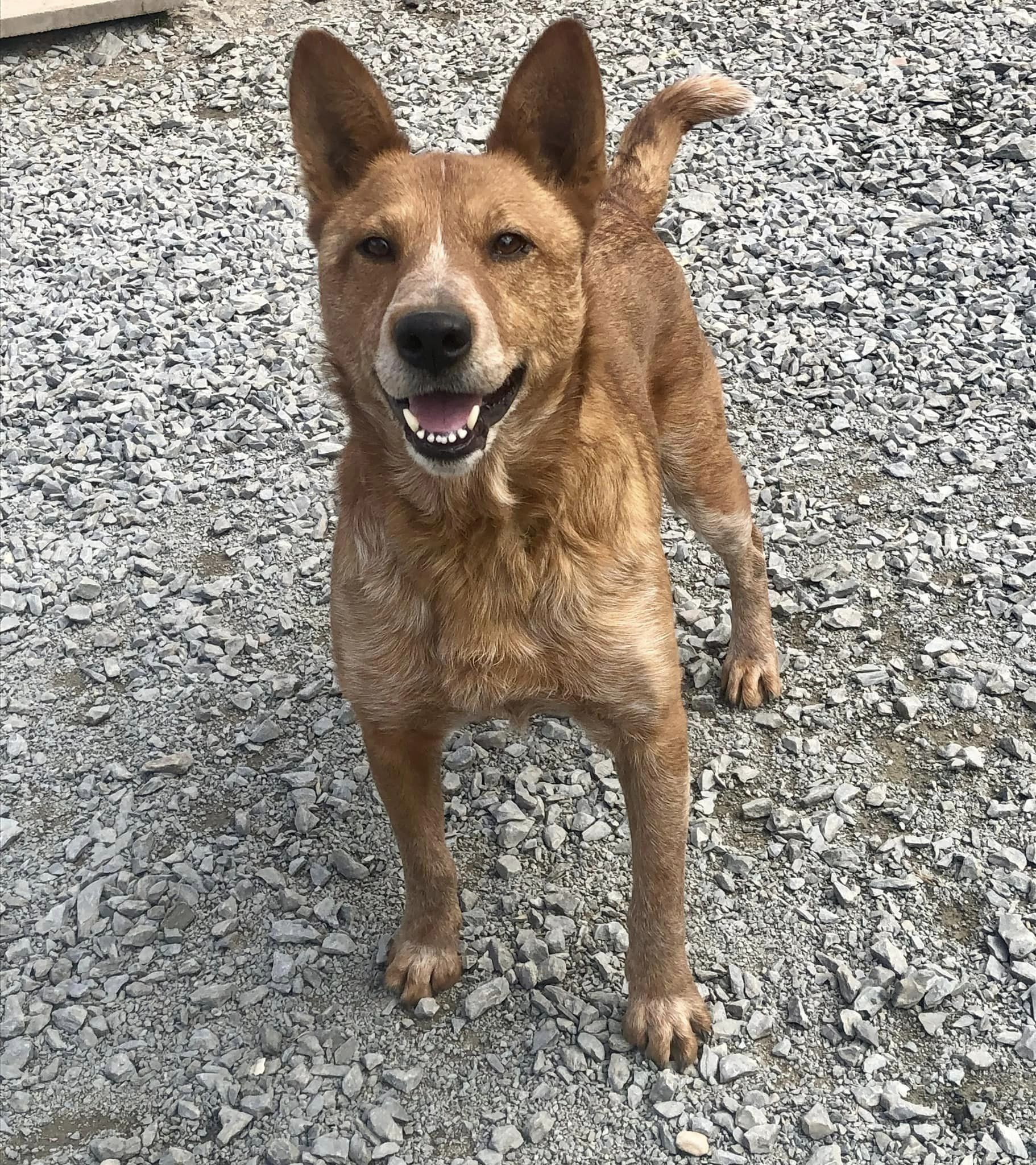 Enlarge Peter Parker, a Adopted Australian Cattle Dog / Blue Heeler in West Northfield, NS image 2/6