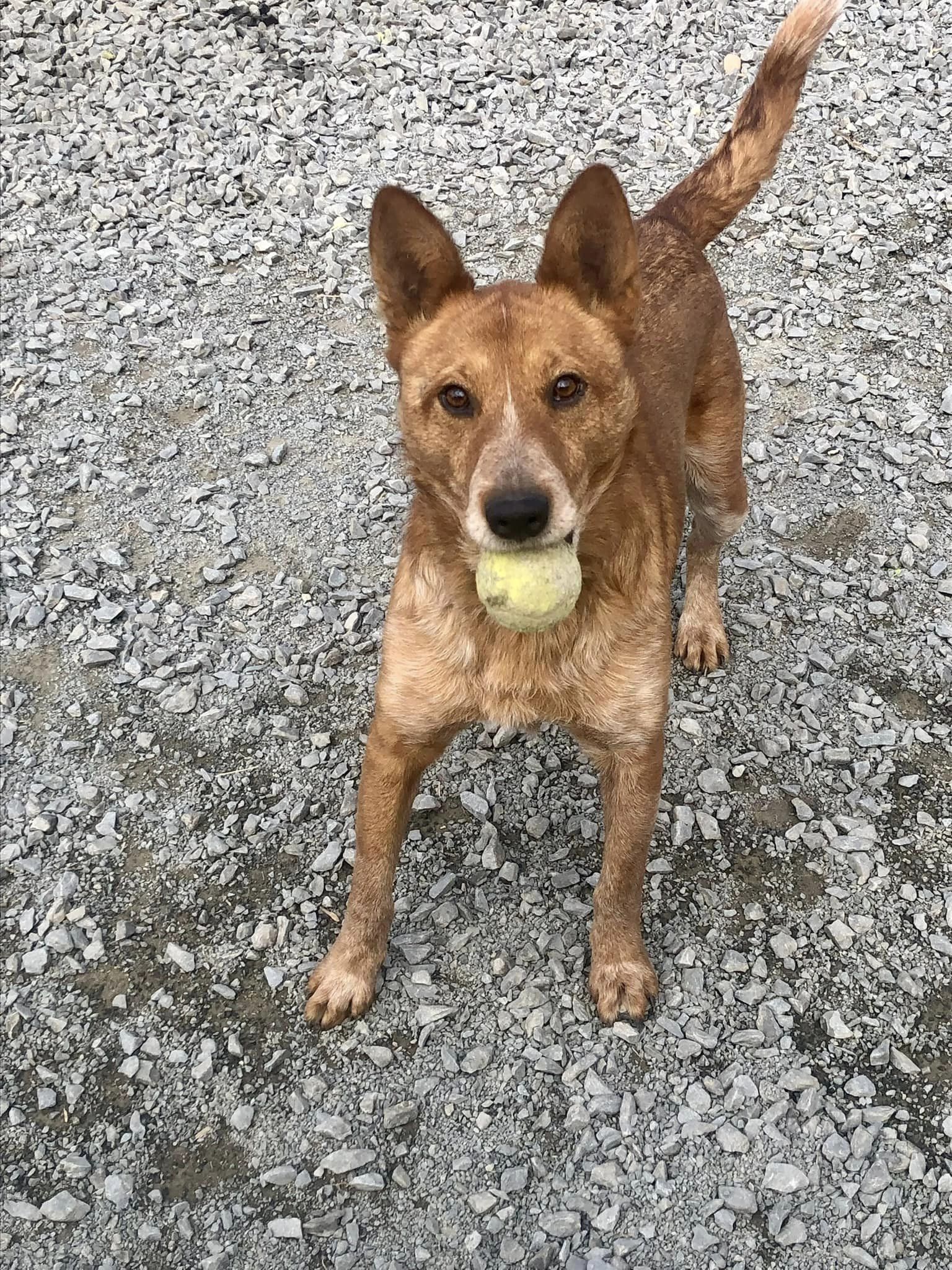 Enlarge Peter Parker, a Adopted Australian Cattle Dog / Blue Heeler in West Northfield, NS image 3/6