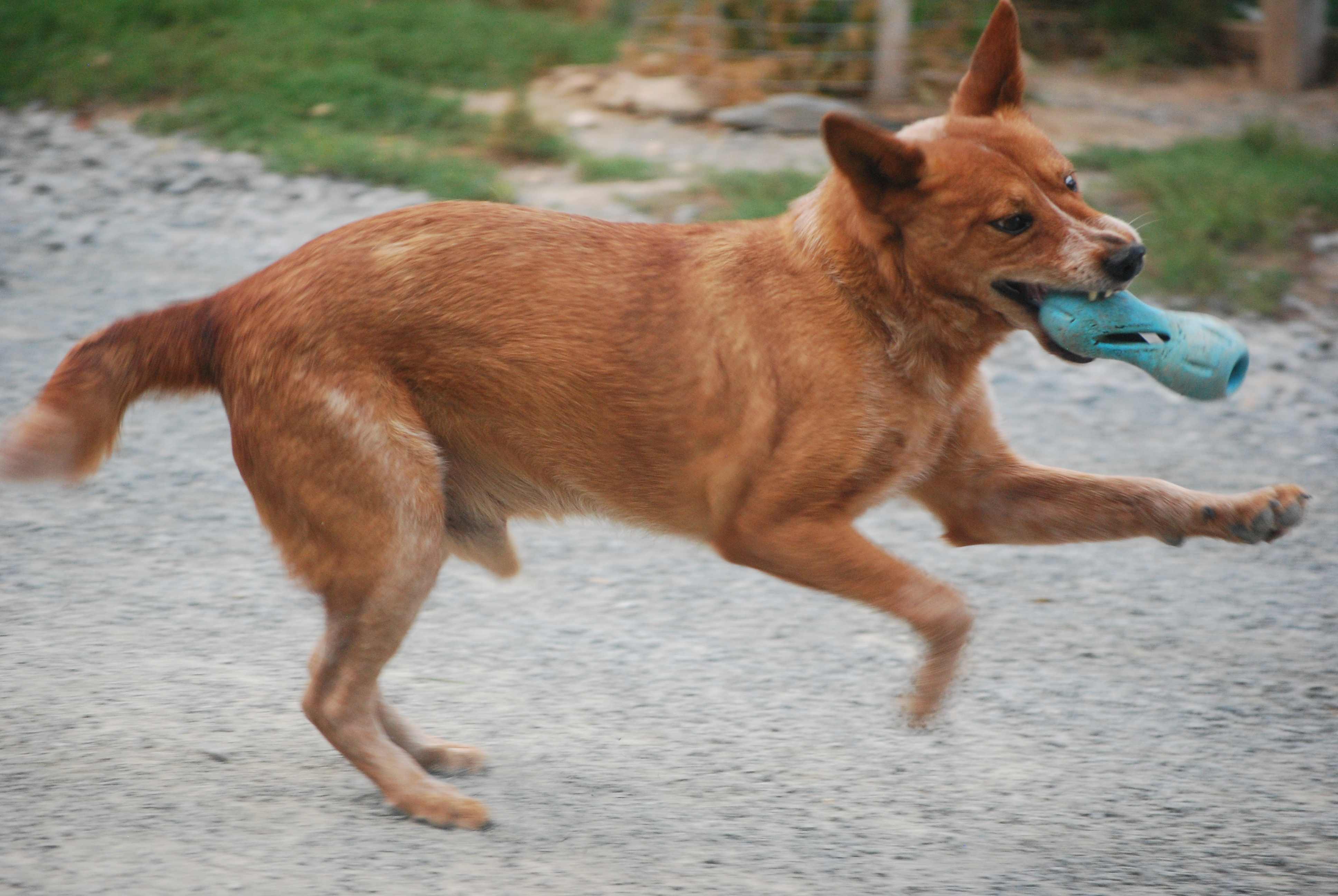 Enlarge Peter Parker, a Adopted Australian Cattle Dog / Blue Heeler in West Northfield, NS image 4/6
