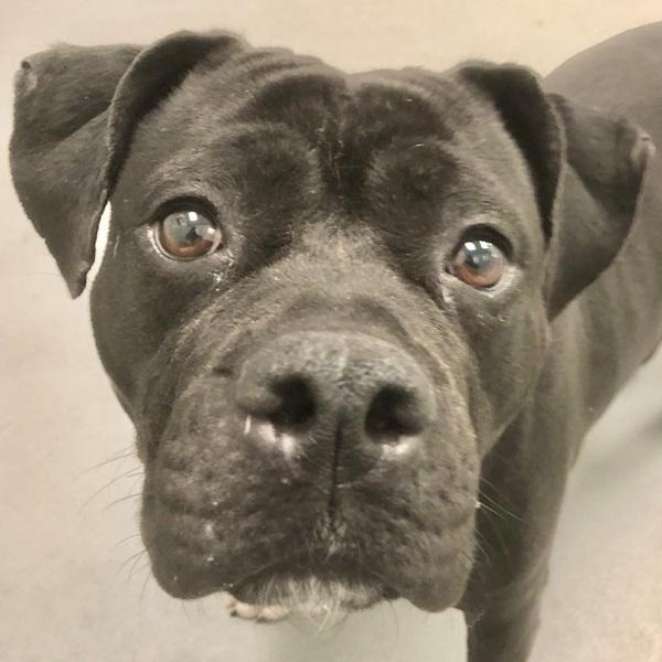 Enlarge Glorilla, a Adoptable mixed breed in Des Moines, IA image 1/2