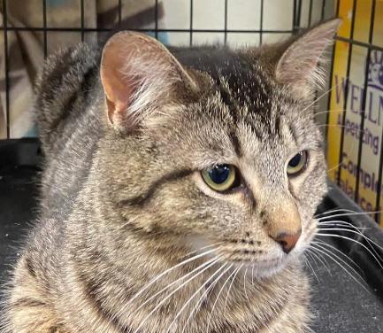 Enlarge Lucy, a Adoptable Domestic Short Hair in Waveland, IN image 1/3