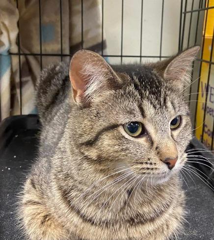 Enlarge Lucy, a Adoptable Domestic Short Hair in Waveland, IN image 2/3