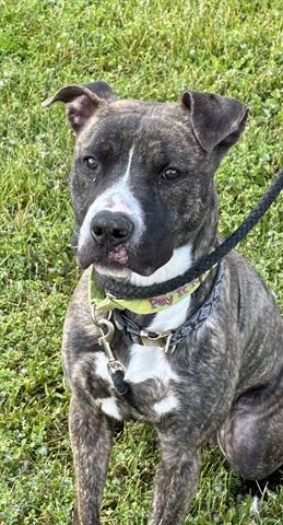 KASSIDY, Adoptable, Adult Male Pit Bull Terrier.