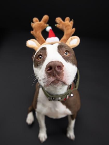 Bunny, Adoptable, Adult Female Mixed Breed.