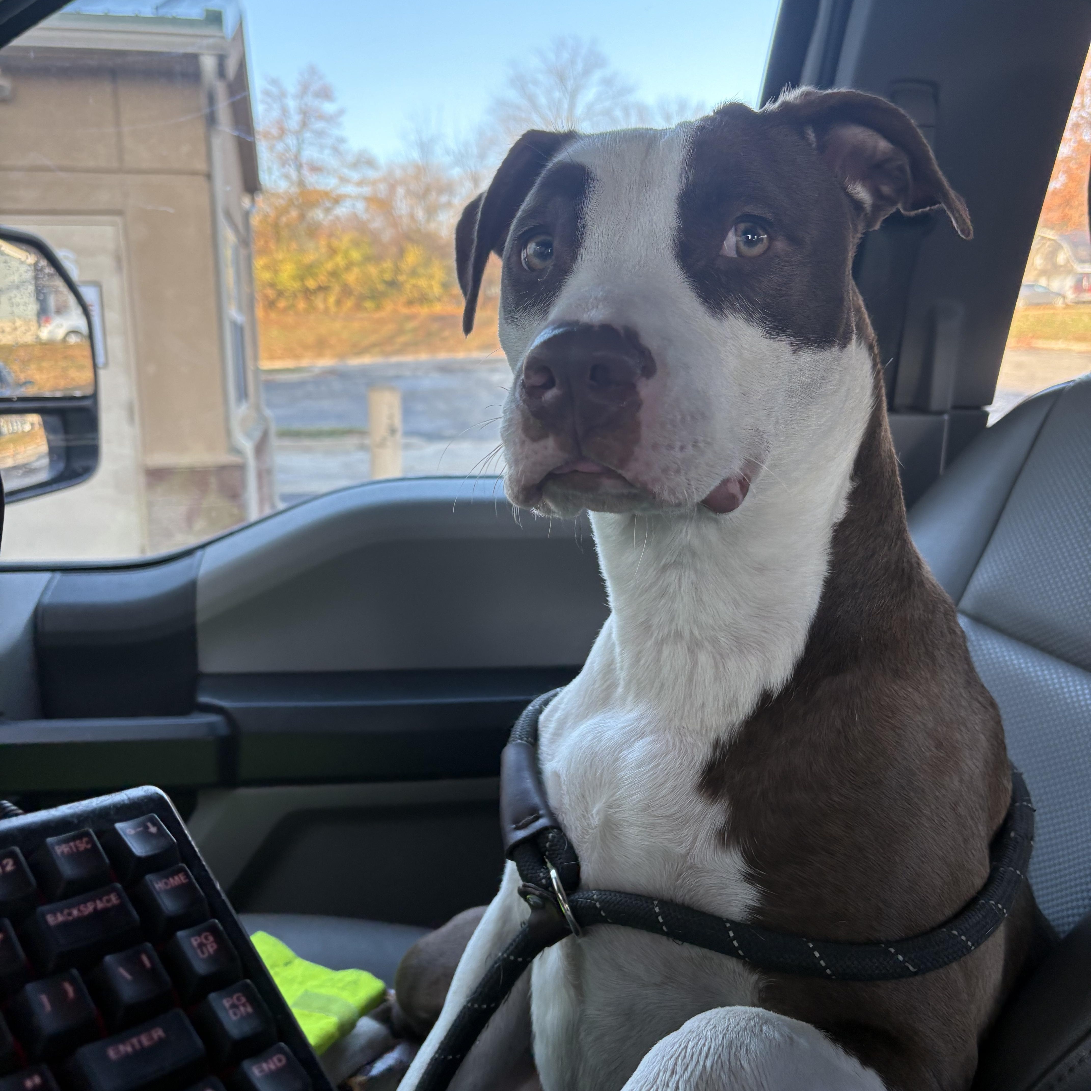 Bunny, Adoptable, Adult Female Mixed Breed.