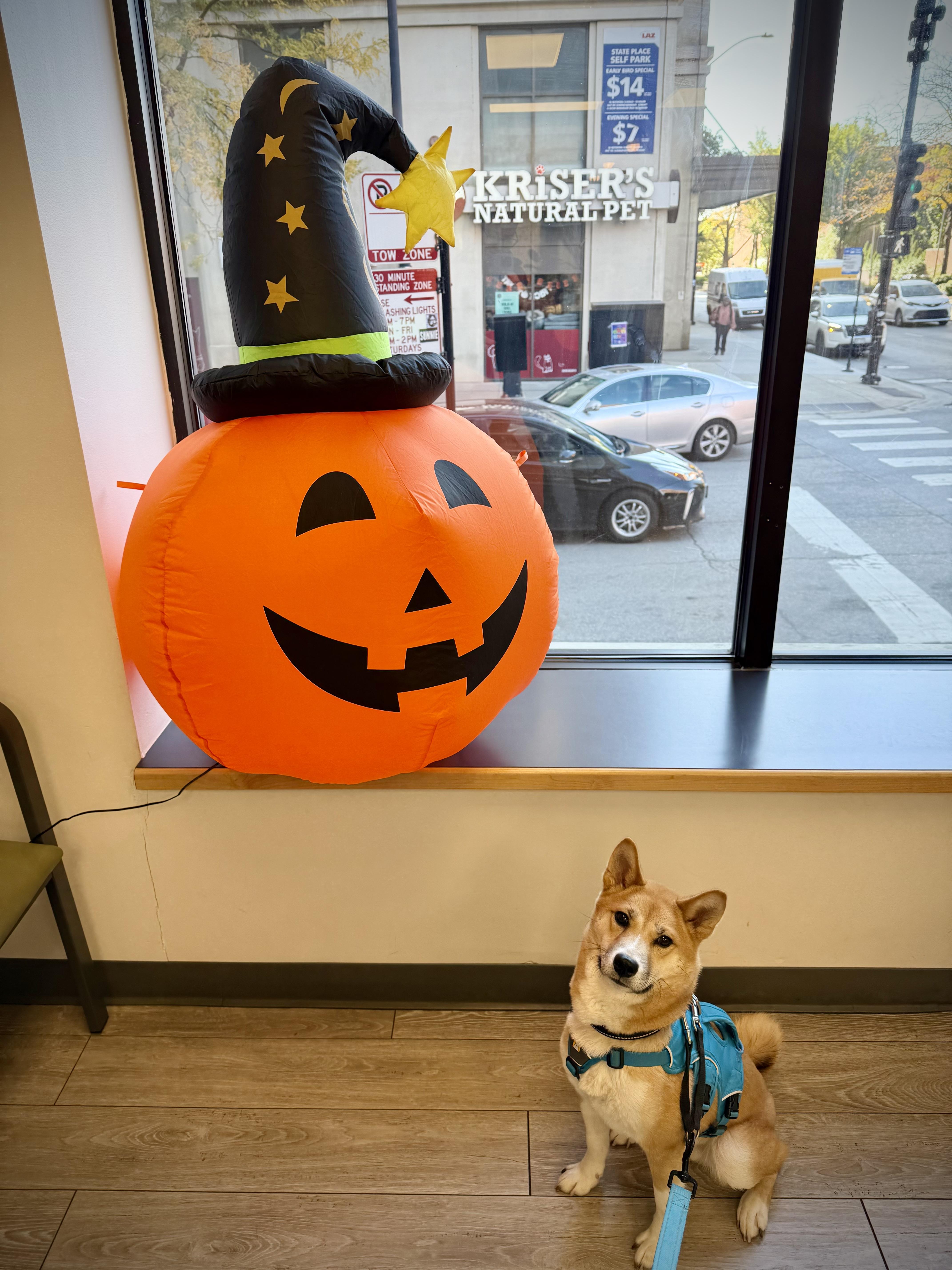 Habanero, a Adopted Shiba Inu in Chicago, IL image 5/6