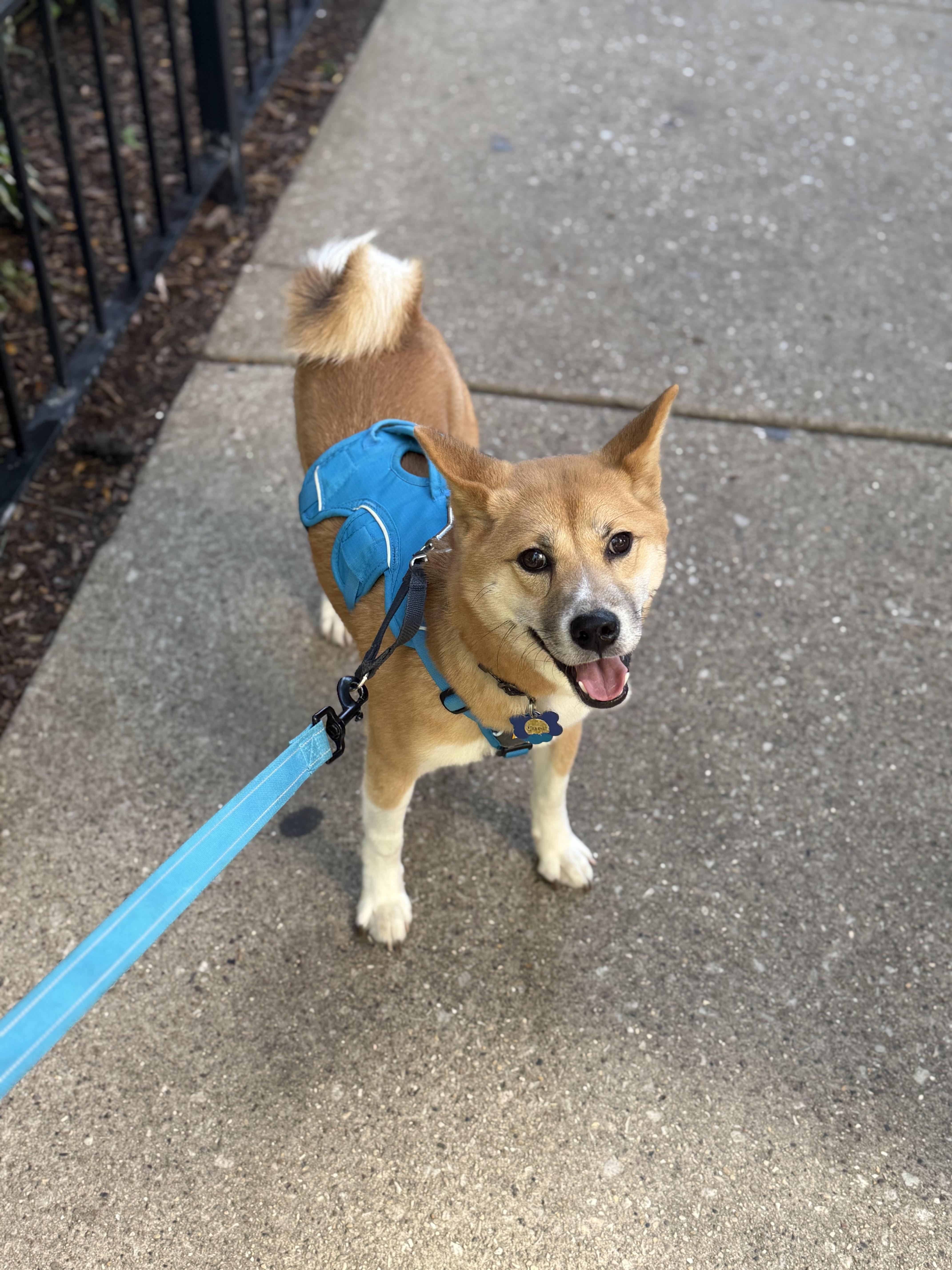 Habanero, a Adopted Shiba Inu in Chicago, IL image 4/6