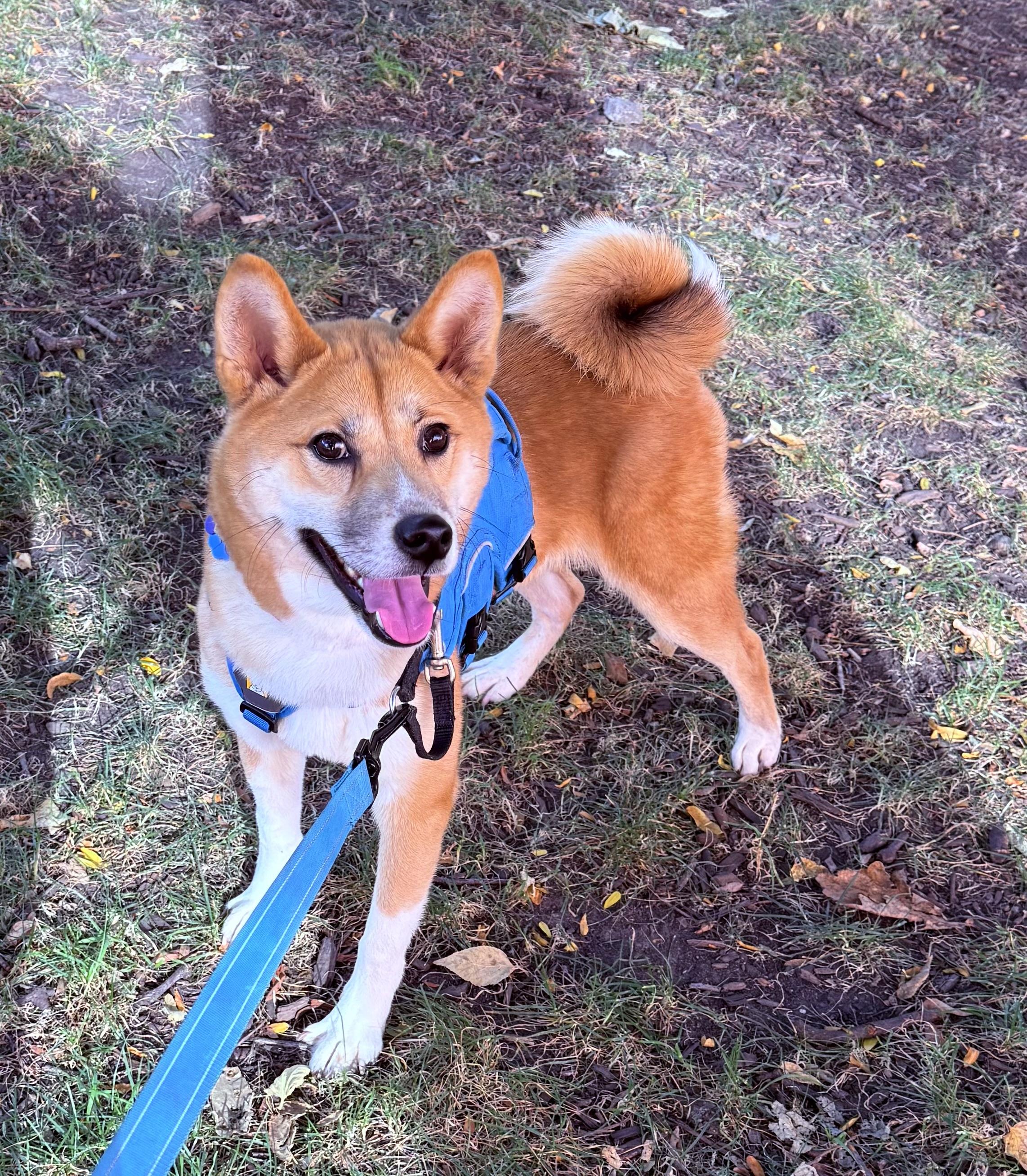Habanero, a Adopted Shiba Inu in Chicago, IL image 2/6