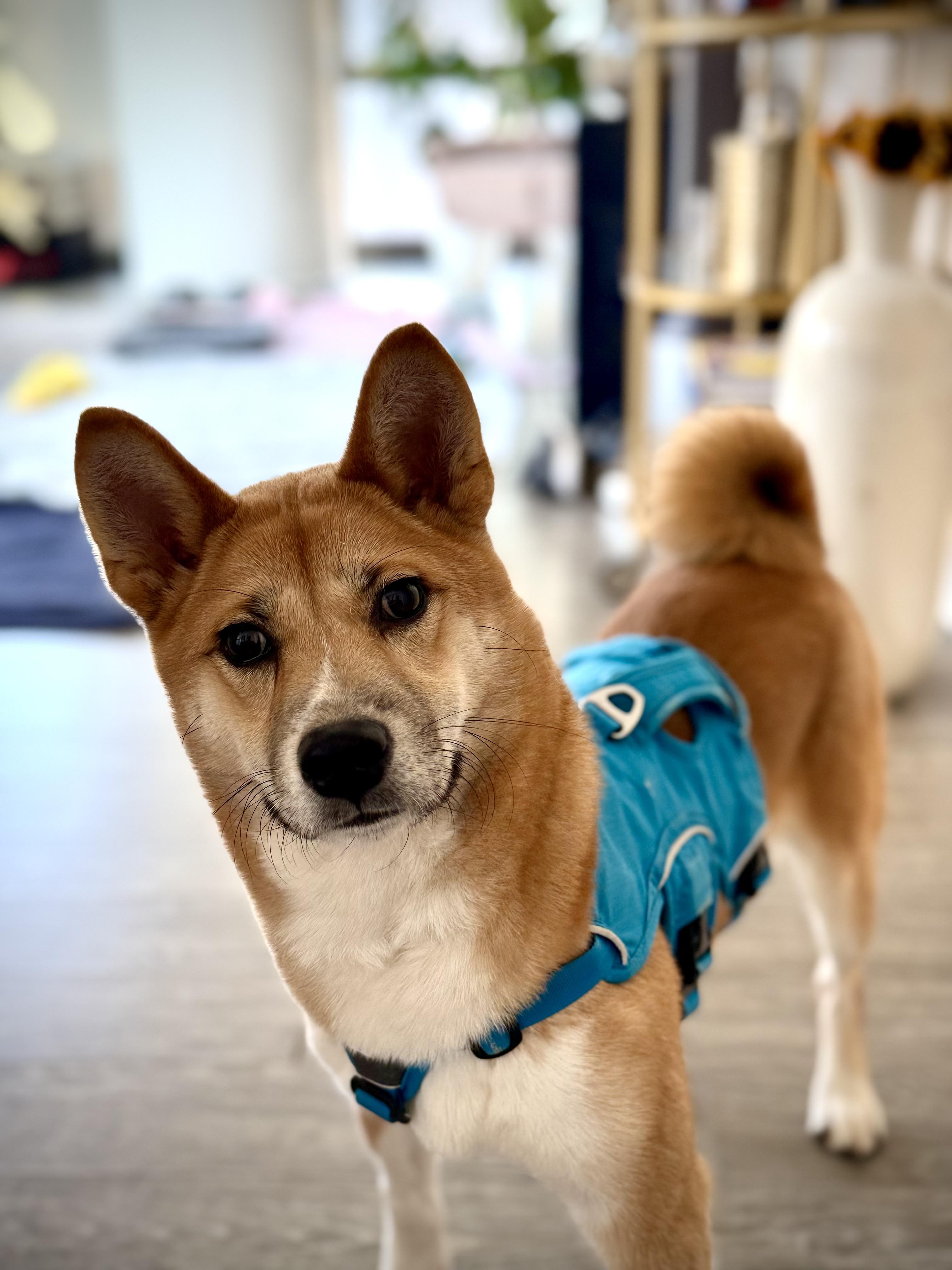 Habanero, a Adopted Shiba Inu in Chicago, IL image 3/6