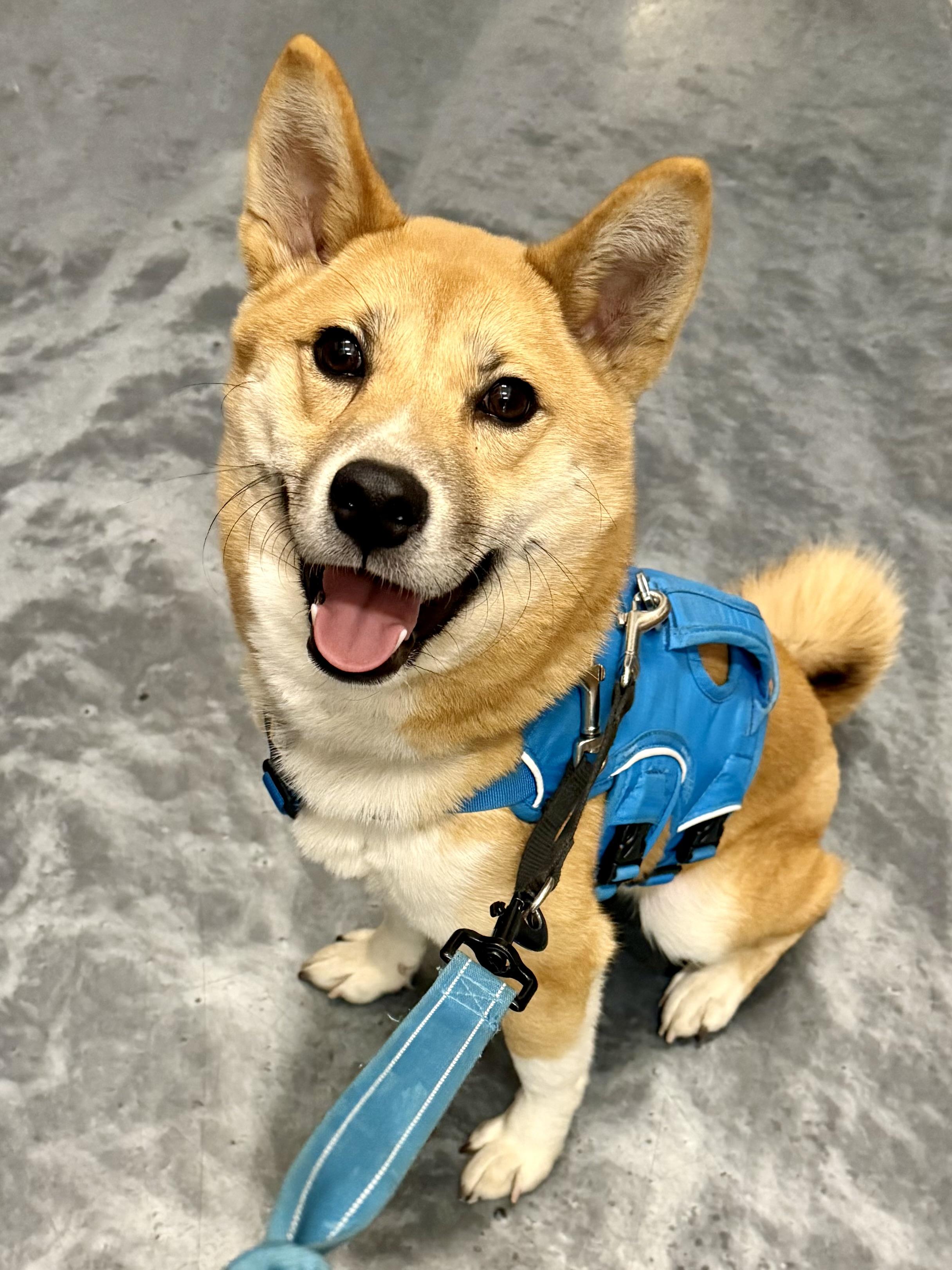 Habanero, Adopted, Young Male Shiba Inu.