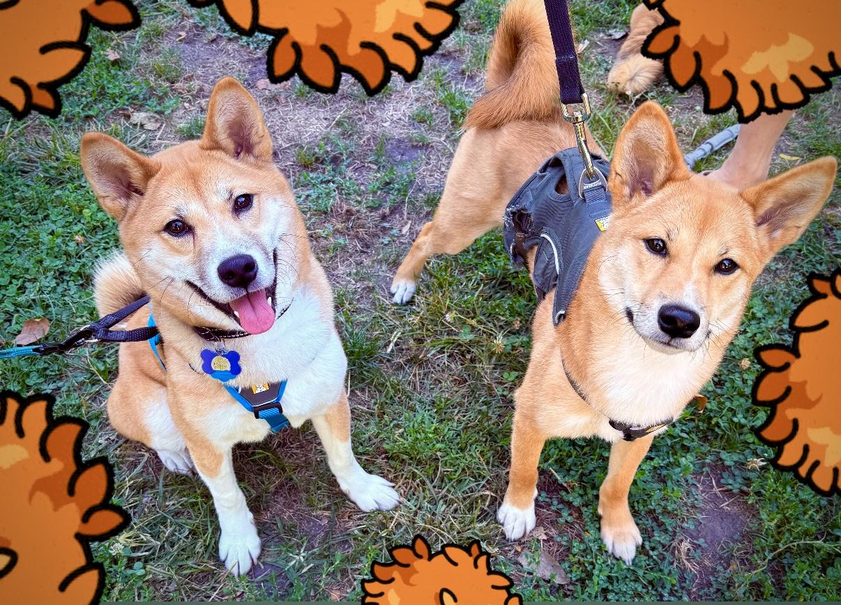 Habanero, a Adopted Shiba Inu in Chicago, IL image 6/6