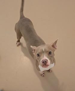 Enlarge Babs, an adopted mixed breed in Lincoln, IL image 3/3