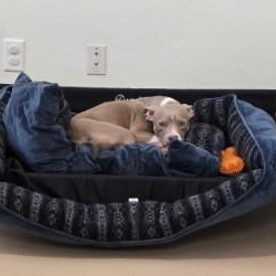 Enlarge Babs, an adopted mixed breed in Lincoln, IL image 2/3