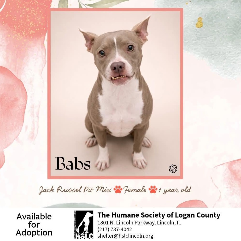 Babs, adopted, Adult Female Rat Terrier & Pit Bull Terrier.