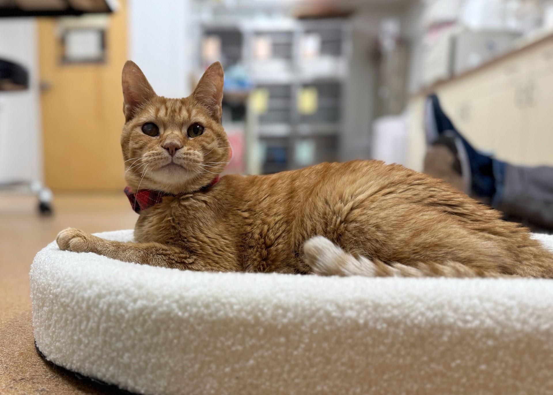 Enlarge Jack, a ADOPTABLE Domestic Short Hair in Norwalk, CT image 1/4