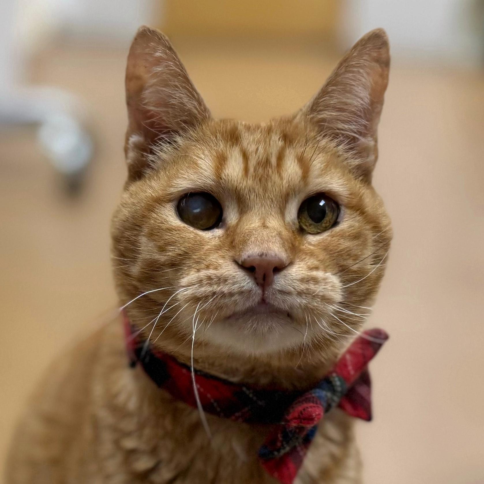 Enlarge Jack, a ADOPTABLE Domestic Short Hair in Norwalk, CT image 2/4