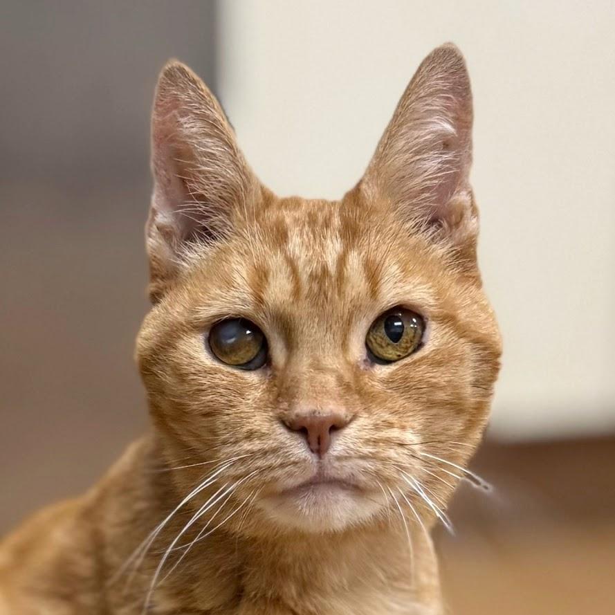 Enlarge Jack, a ADOPTABLE Domestic Short Hair in Norwalk, CT image 3/4