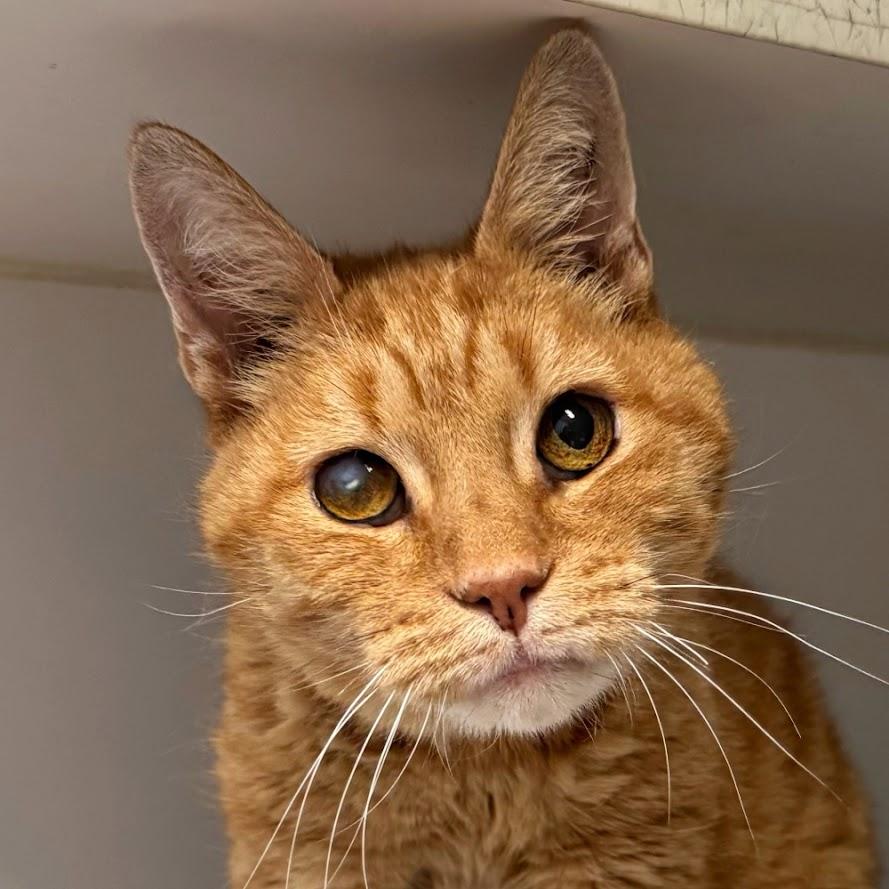 Enlarge Jack, a ADOPTABLE Domestic Short Hair in Norwalk, CT image 4/4