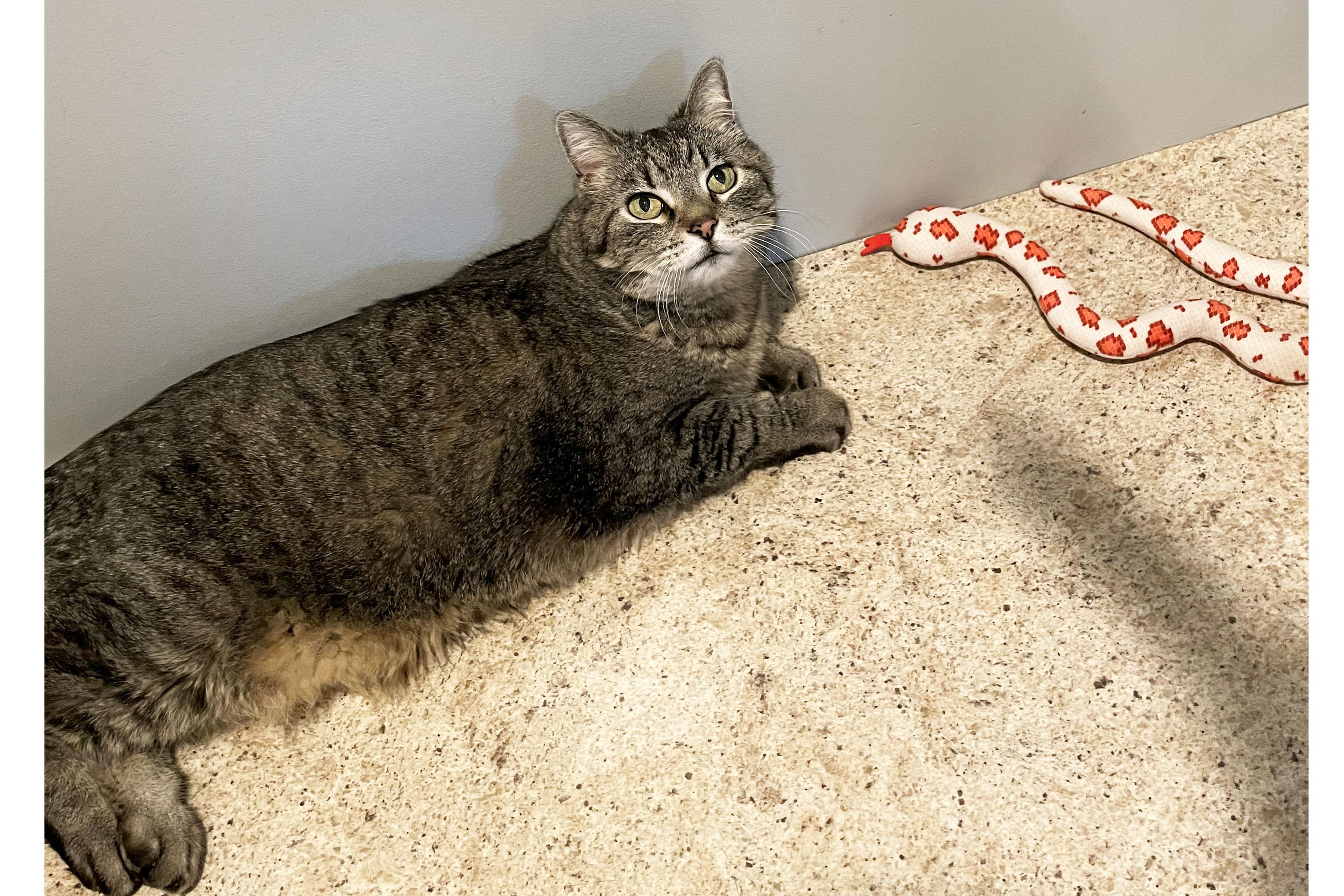Bastet, ADOPTABLE, Senior Female Domestic Short Hair.