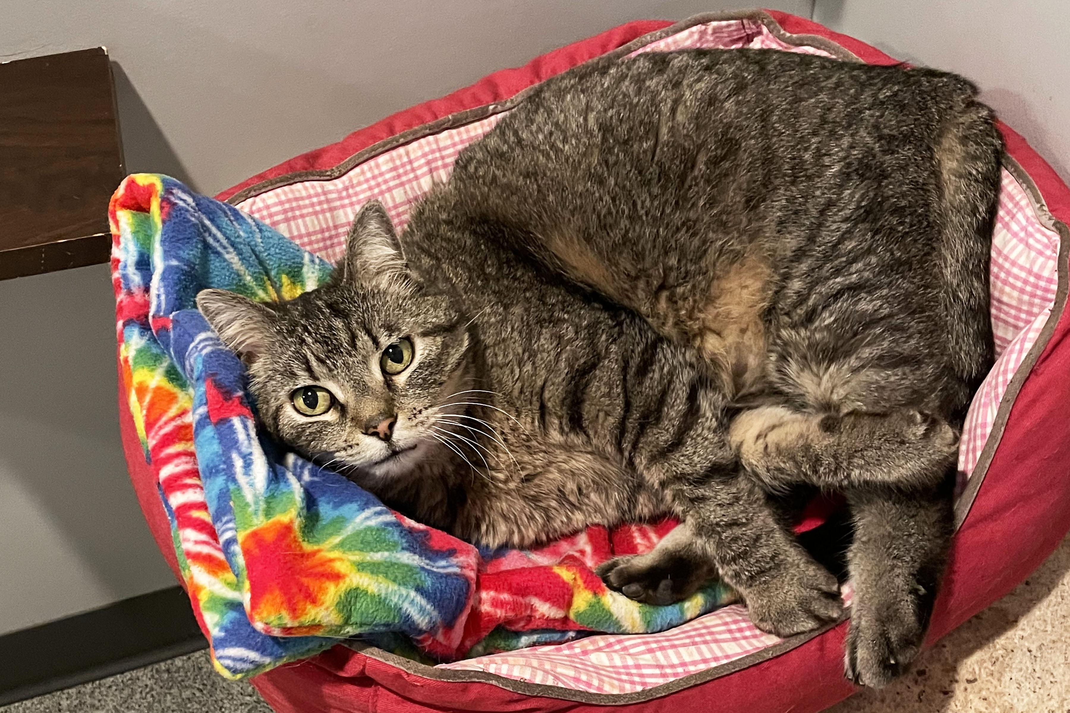 Bastet, a ADOPTABLE Domestic Short Hair in Lincoln, NE image 2/2