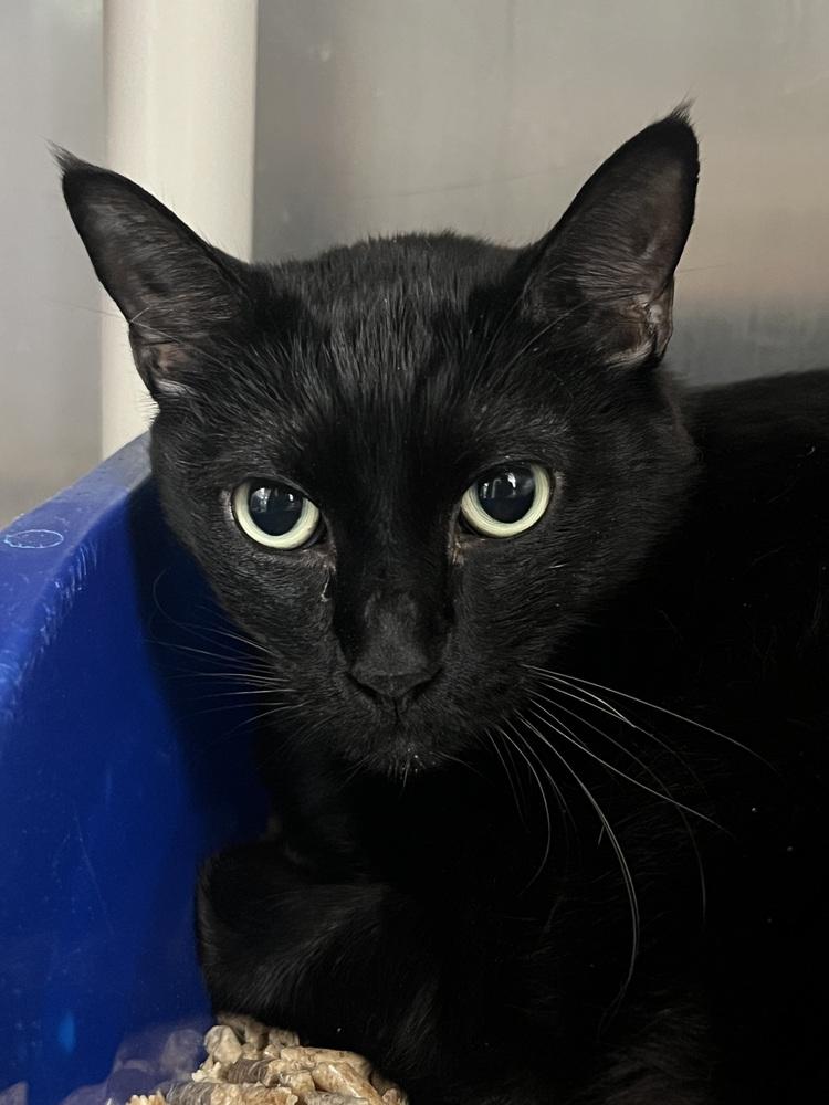 Enlarge Mosen, a Adoptable Domestic Short Hair in Oakdale, CA image 1/1