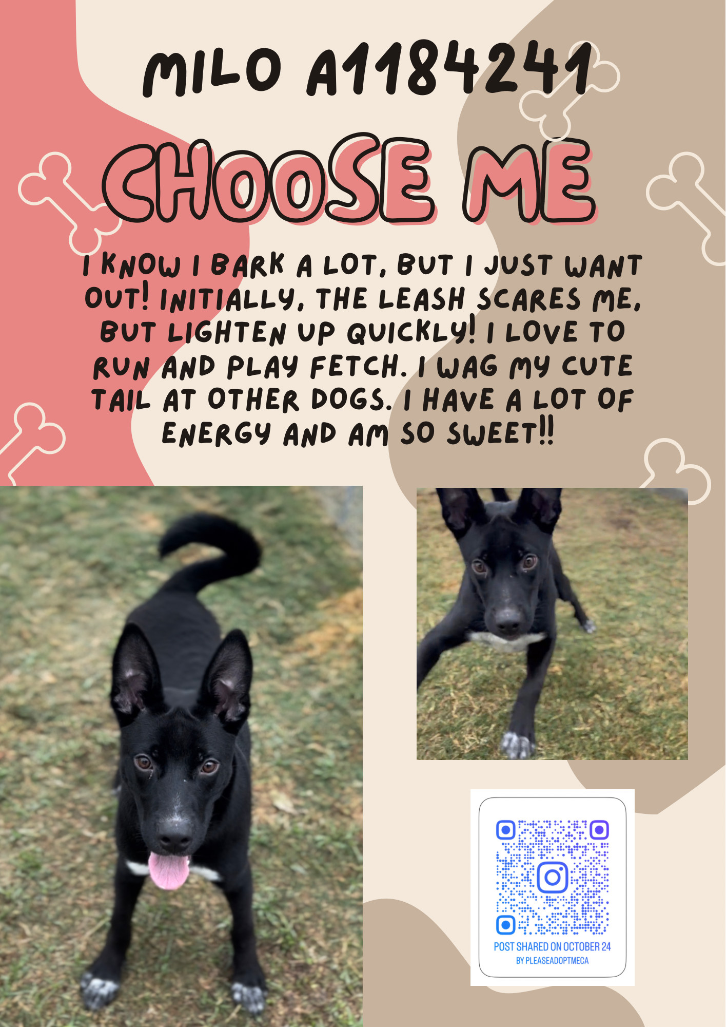 Milo -- URGENT!!, Adoptable, Adult Male Shepherd.