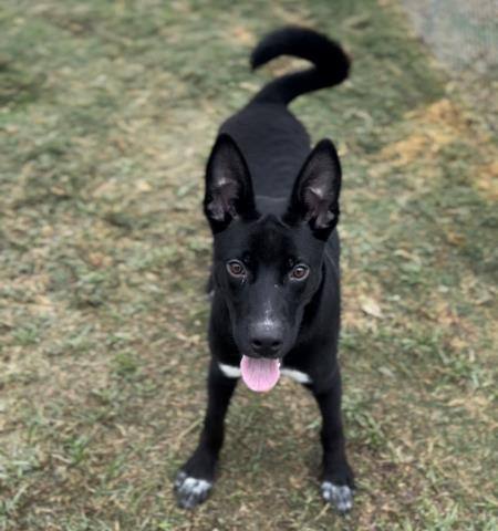 Milo -- URGENT!!, a Adoptable mixed breed in Bakersfield, CA image 2/2