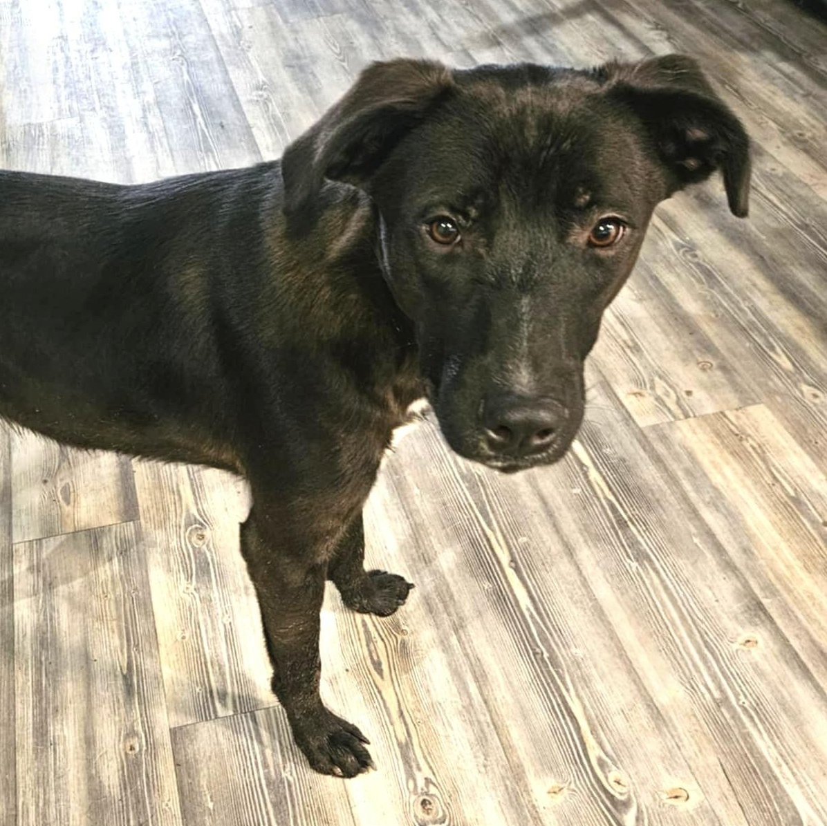 Ash, a Adoptable mixed breed in Salem , NH image 2/5