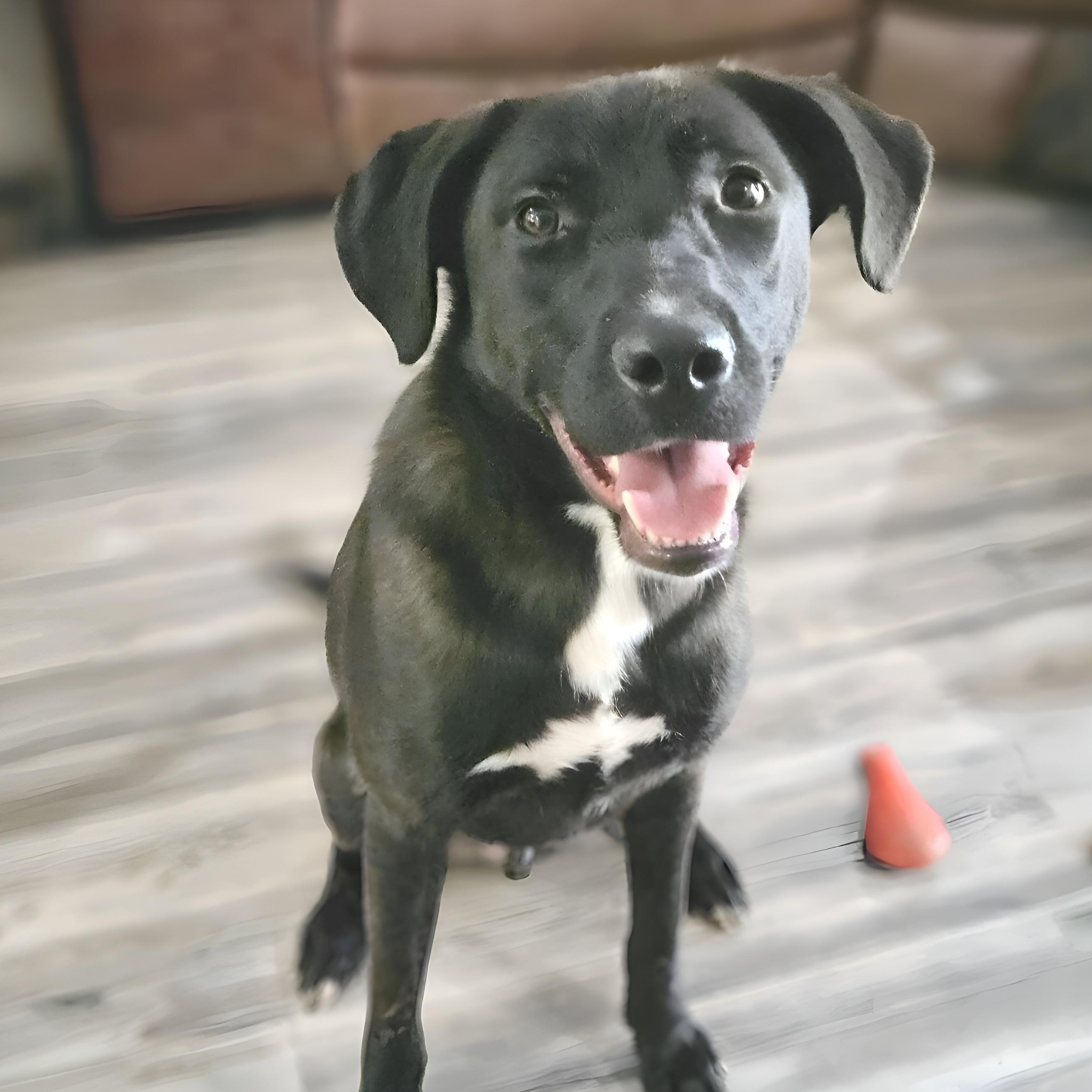 Ash, Adoptable, Young Male Shepherd.