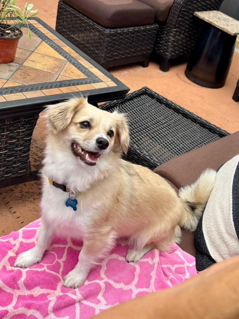Enlarge Sushi, an adopted mixed breed in Lake Worth, FL image 2/6