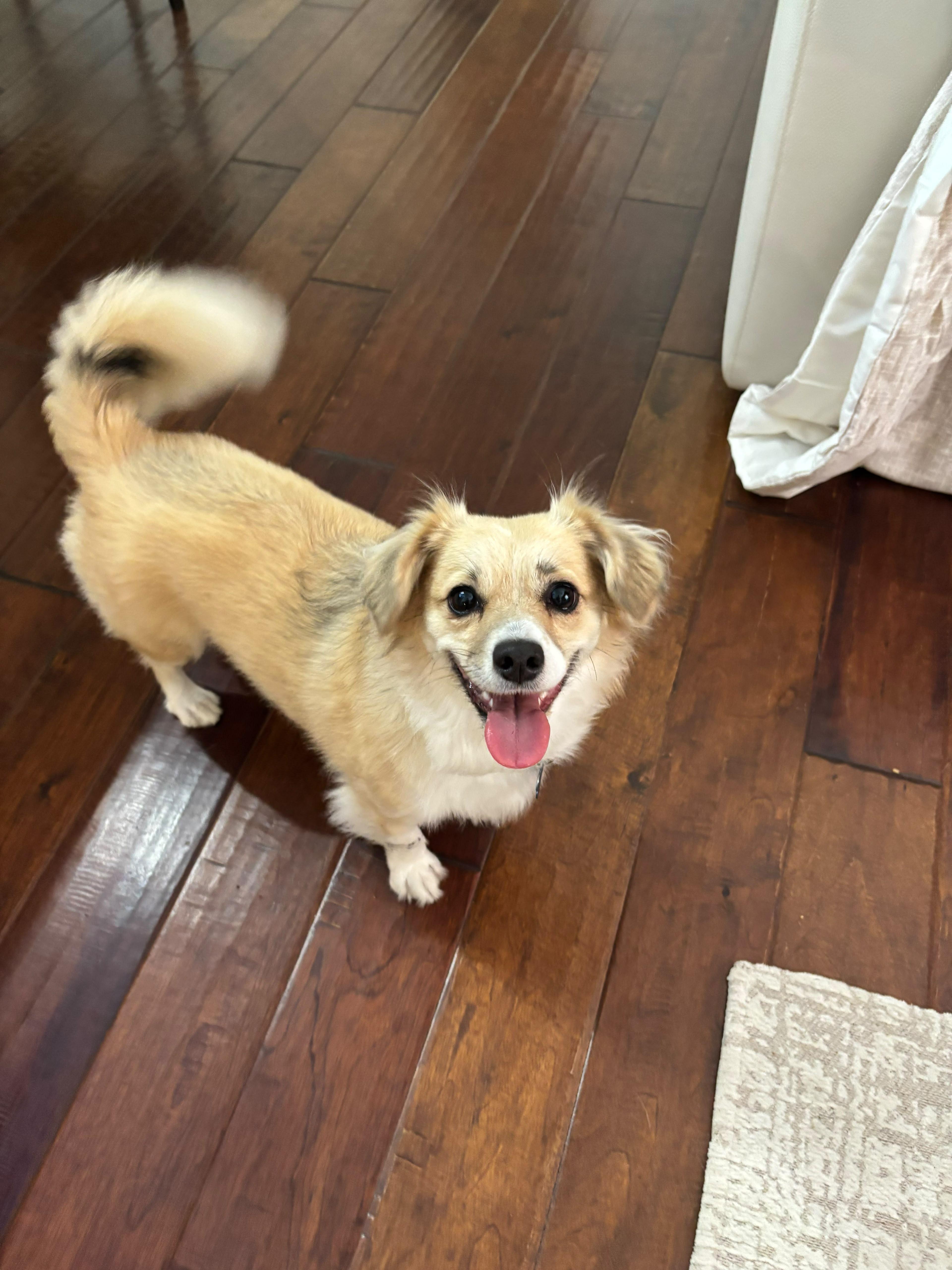 Enlarge Sushi, an adopted mixed breed in Lake Worth, FL image 5/6