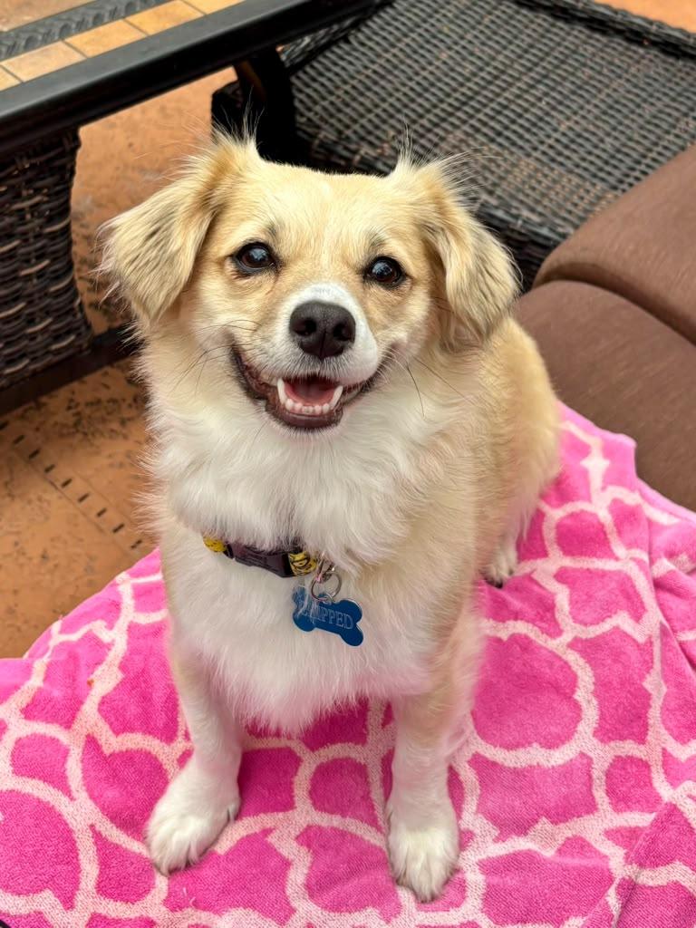 Sushi, adopted, Young Female Corgi.